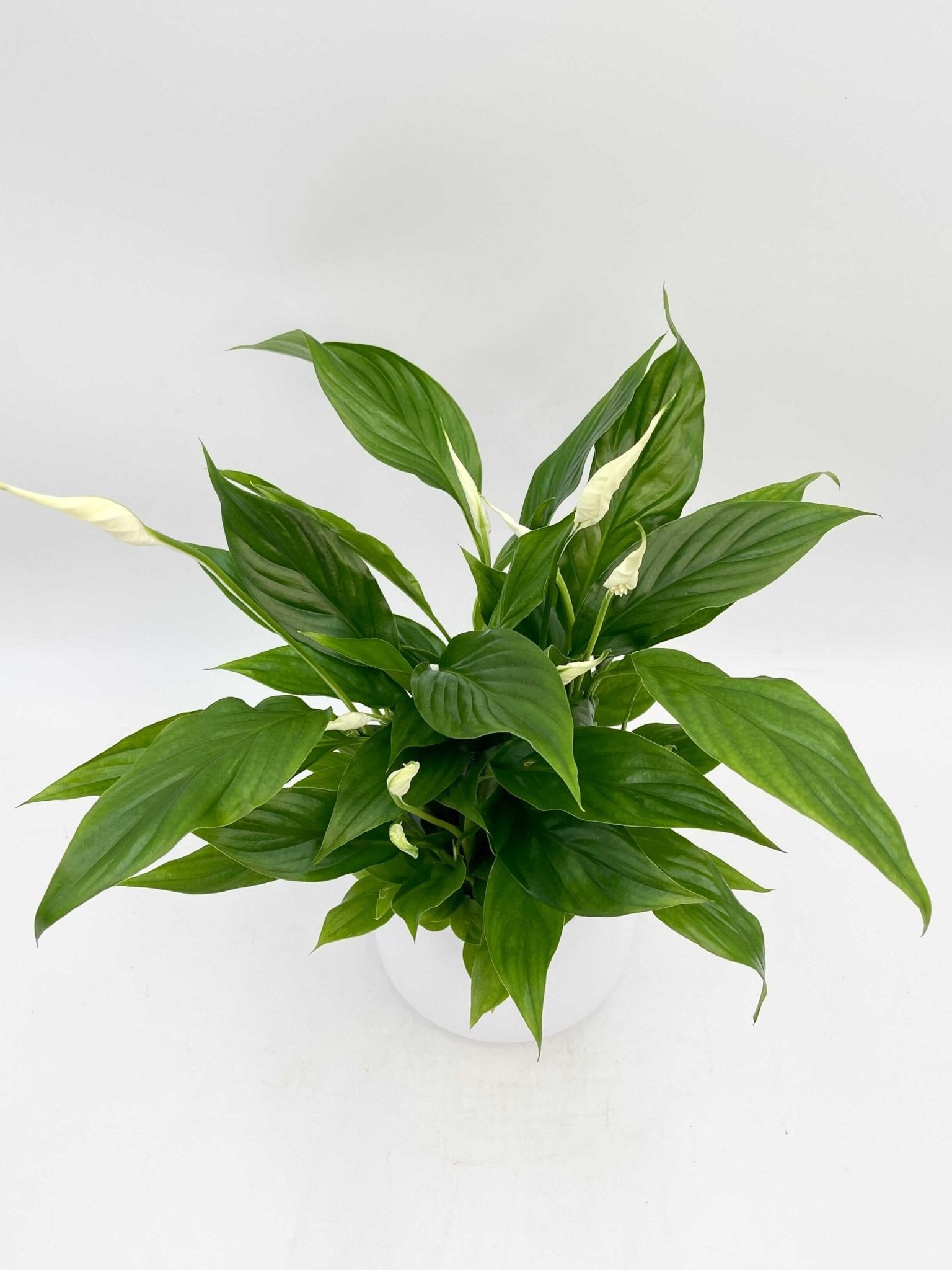 Peace Lily, Spathiphyllum Bellini