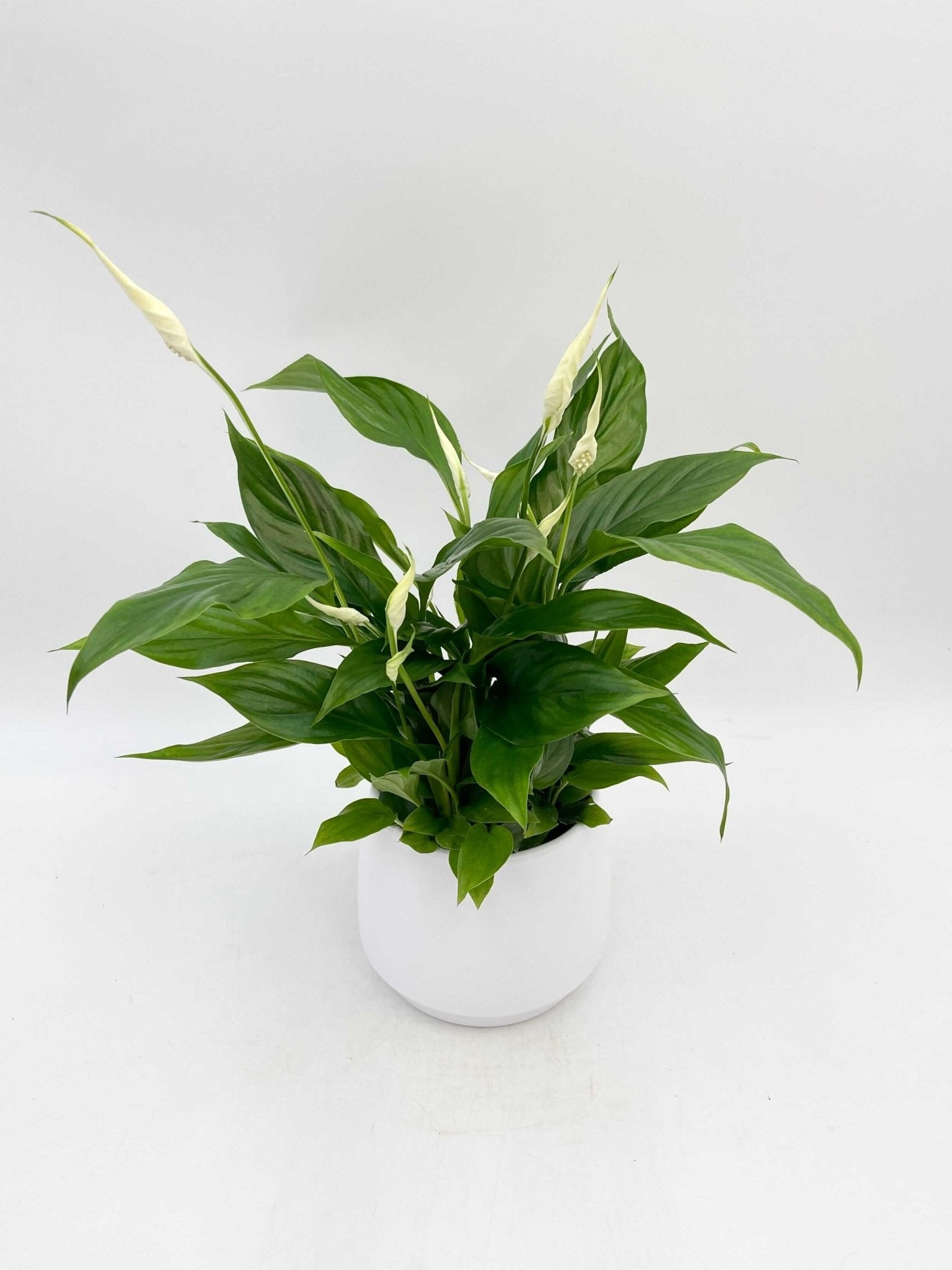 Peace Lily, Spathiphyllum Bellini