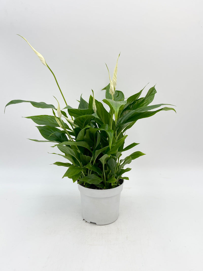 Peace Lily, Spathiphyllum WallisiiIndoor