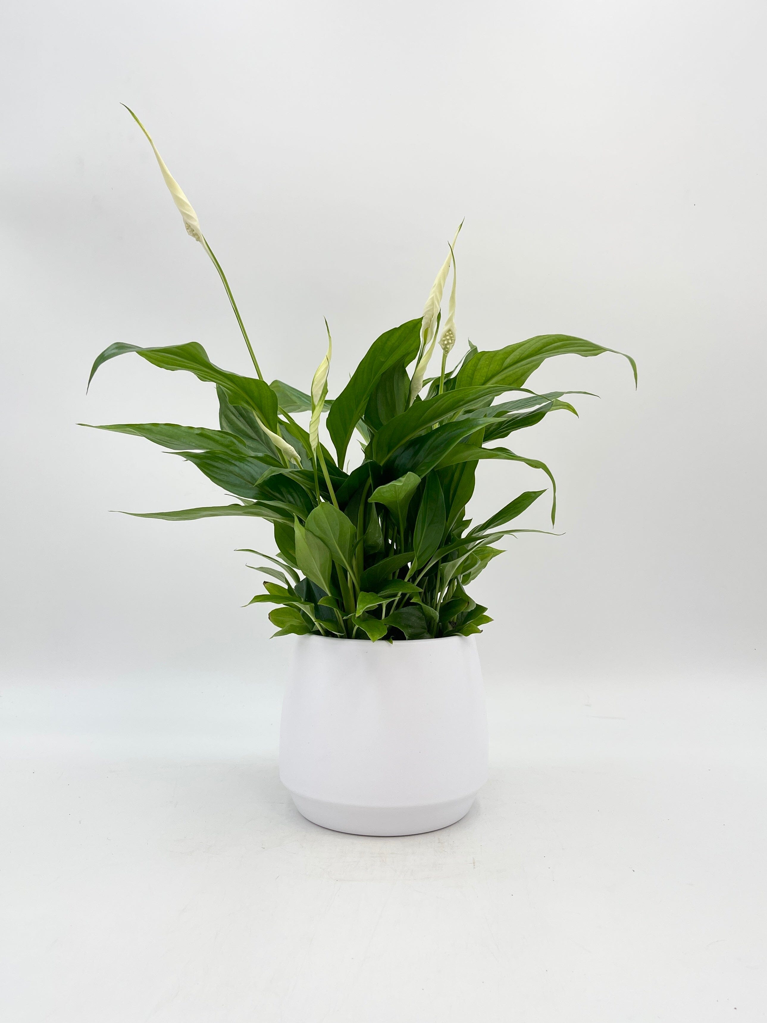 Peace Lily, Spathiphyllum WallisiiIndoor