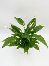 Peace Lily, Spathiphyllum WallisiiIndoor