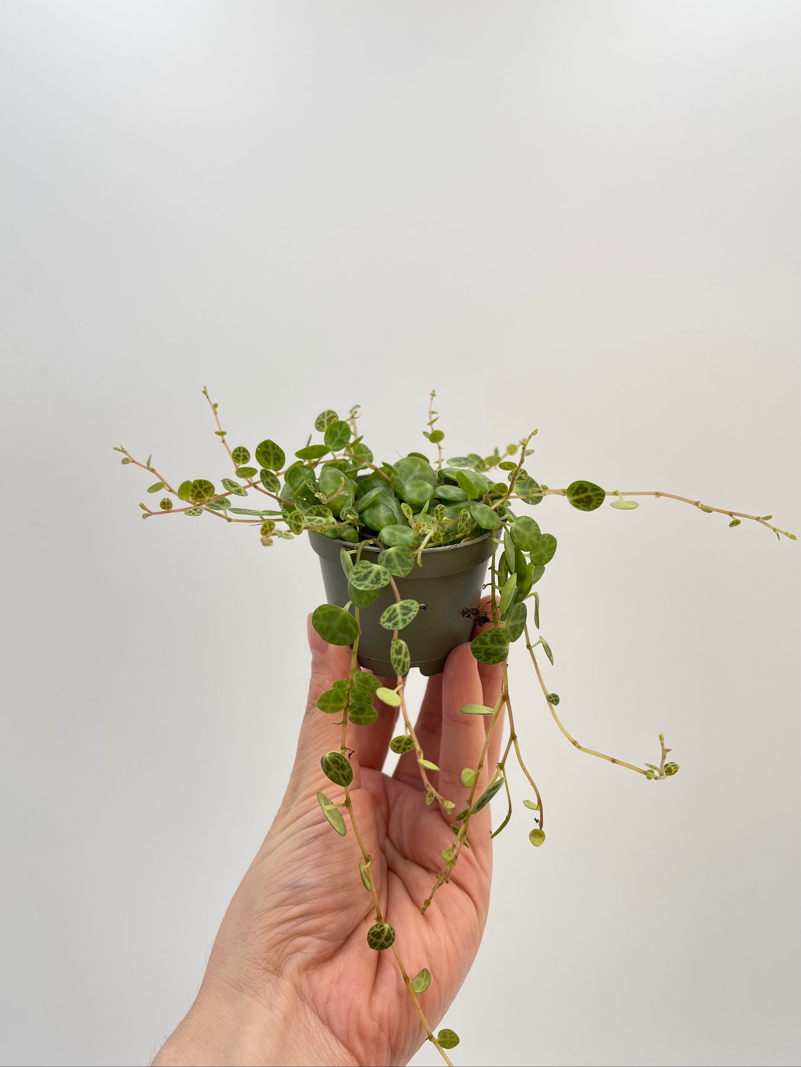 Peperomia Prostrata, String of Turtles, Baby Plant