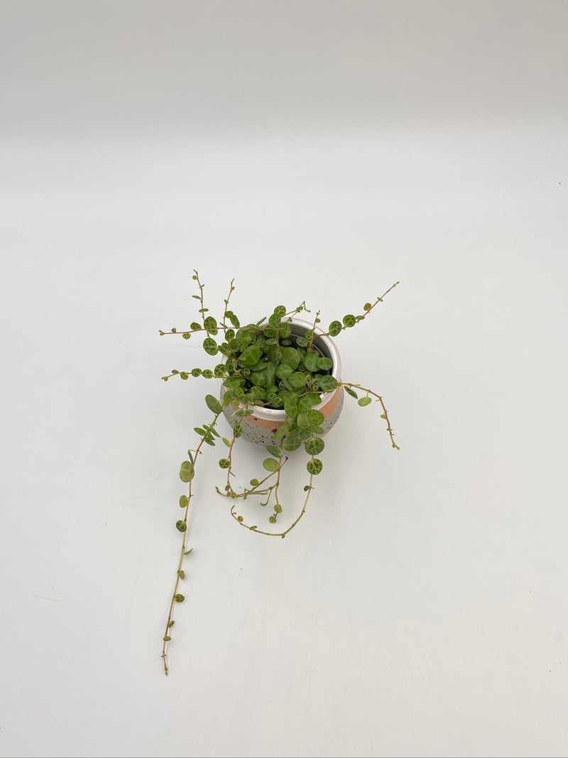 Peperomia Prostrata, String of Turtles, Baby Plant