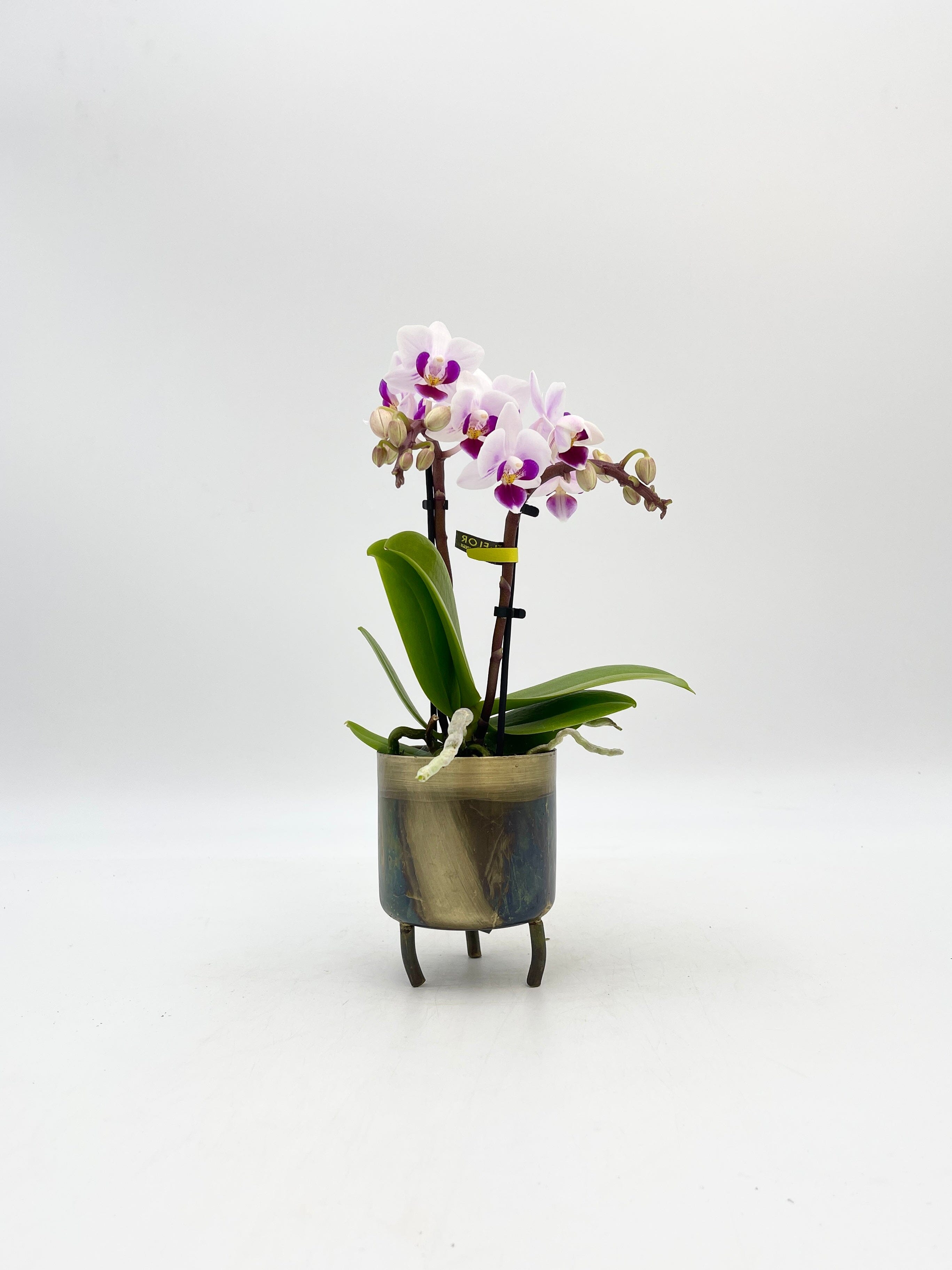 Phalaenopsis Miniature Orchid Alice