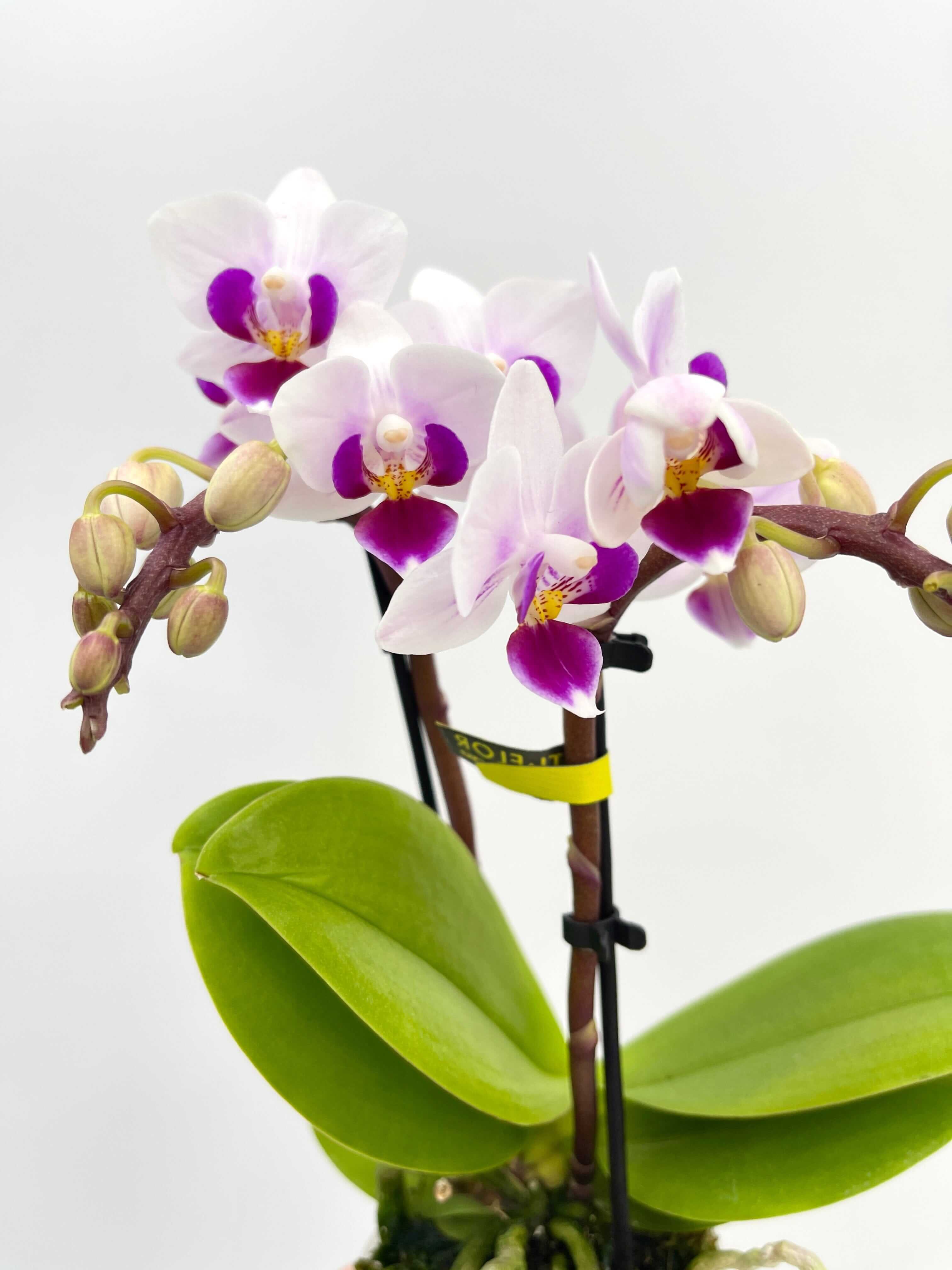 Phalaenopsis Miniature Orchid Alice – Rebel Plants