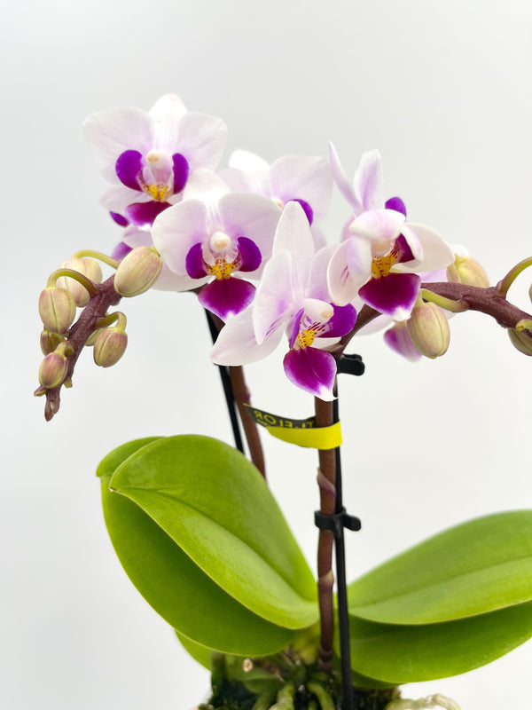 Phalaenopsis Miniature Orchid Alice