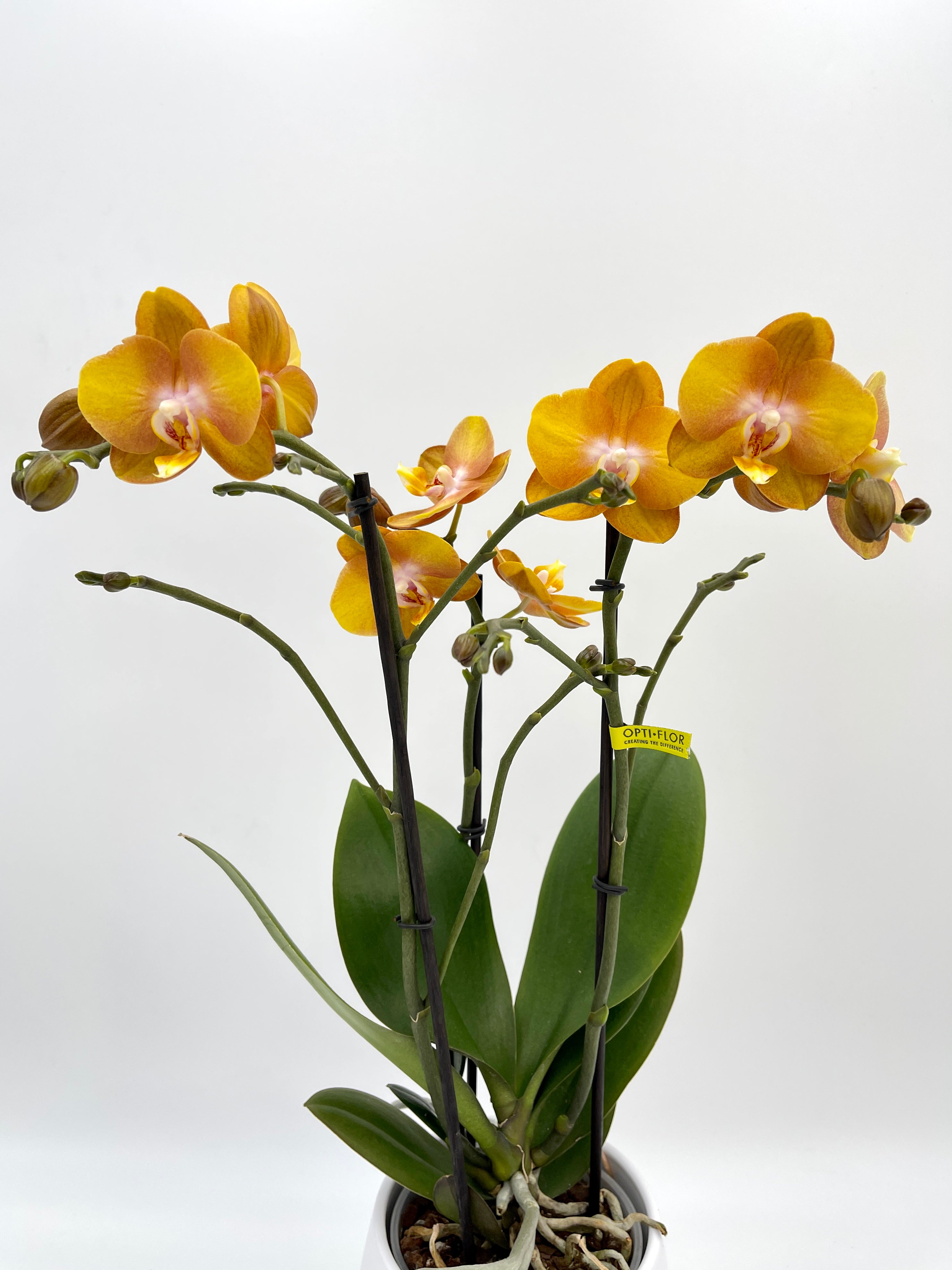 Phalaenopsis Orchid, Las Vegas Exclusivo