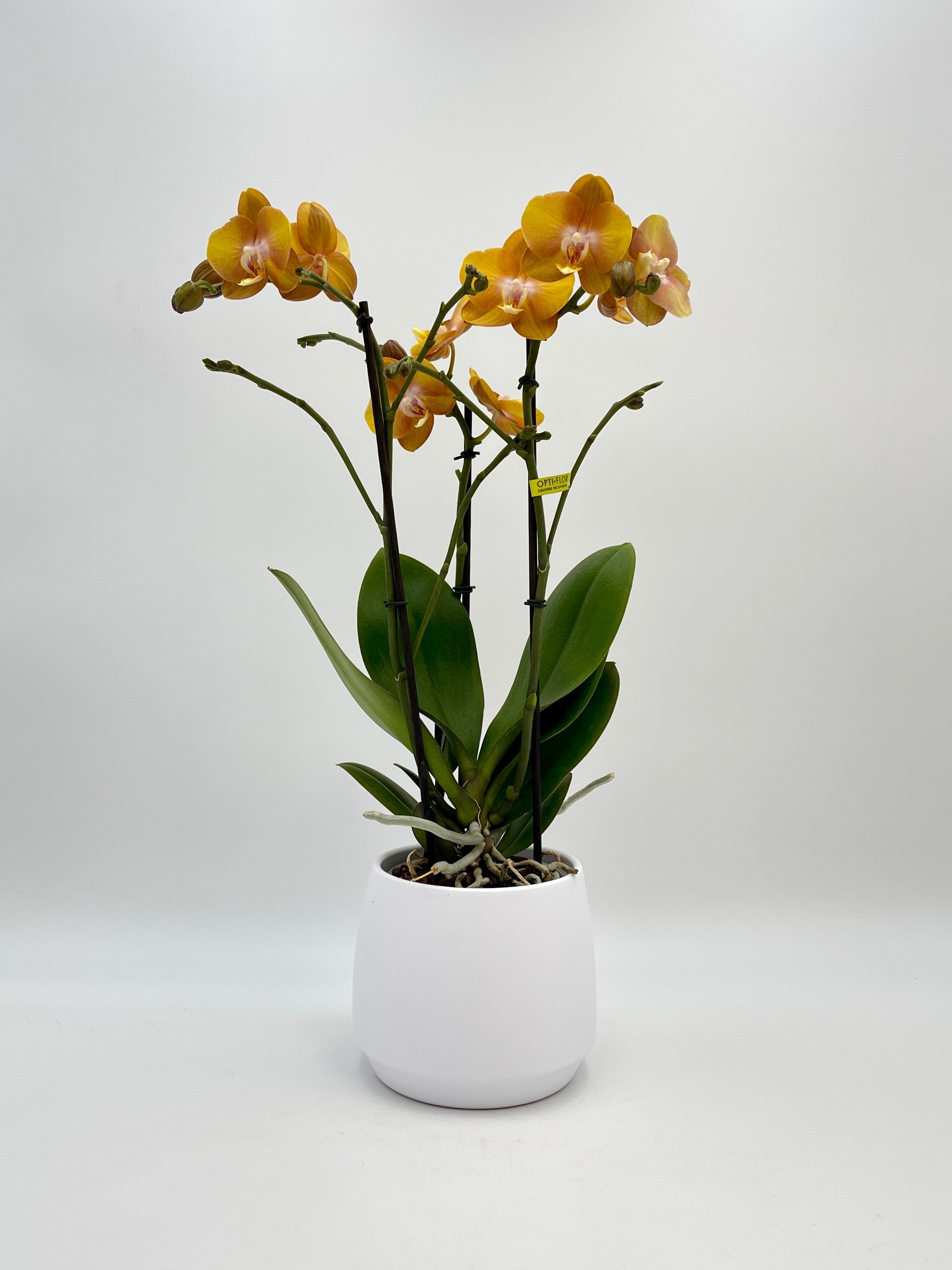 Phalaenopsis Orchid, Las Vegas Exclusivo