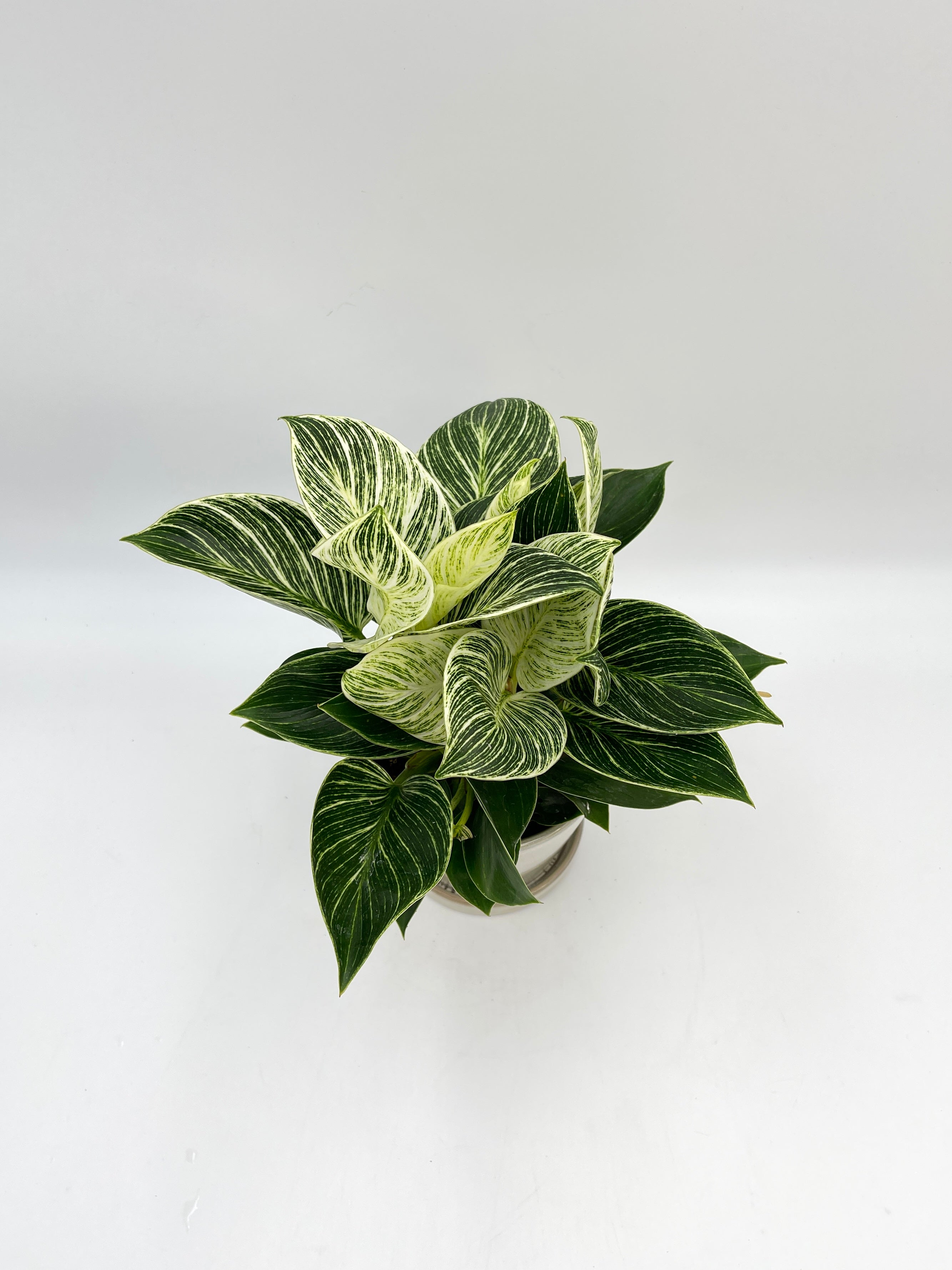 Philodendron Birkin, White Wave Plant