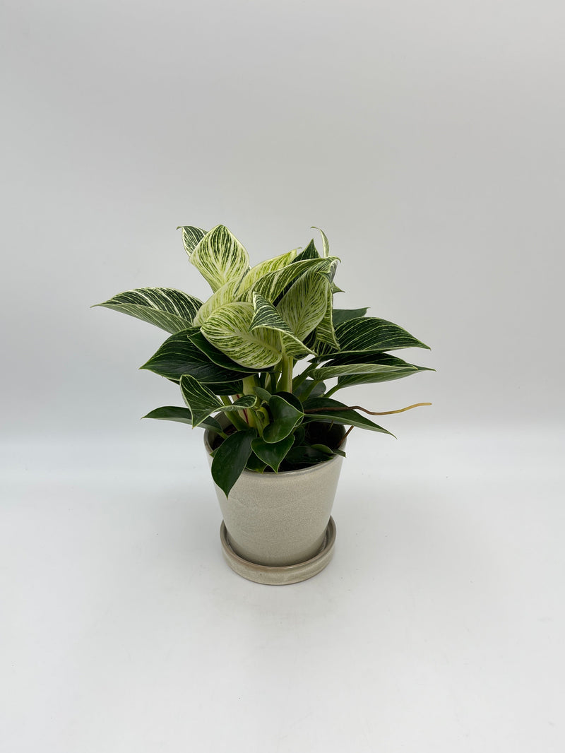 Philodendron Birkin, White Wave Plant
