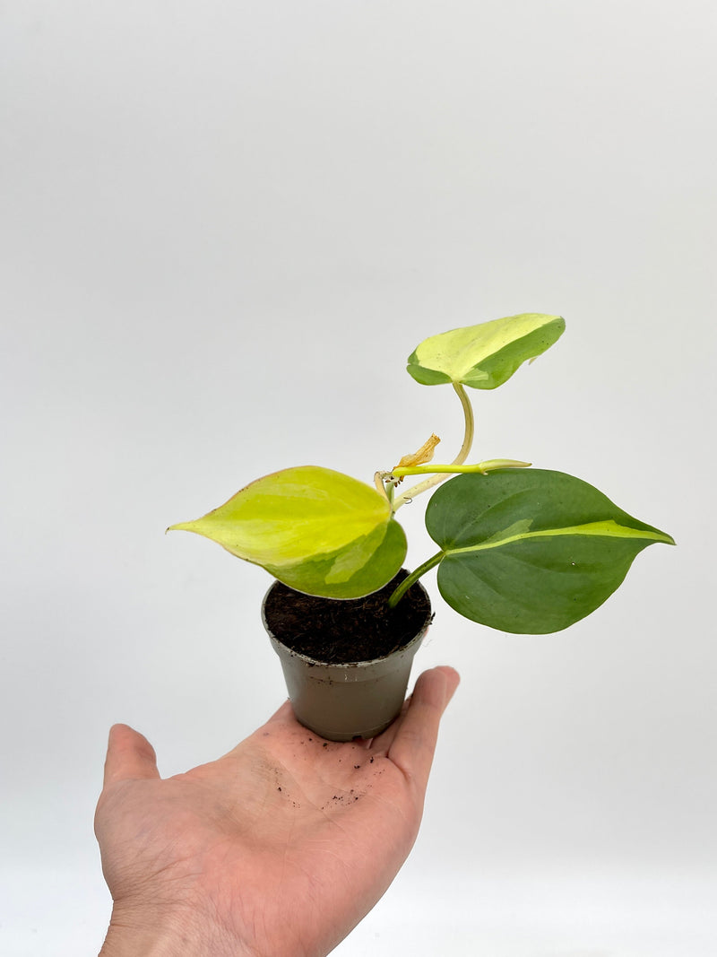 Philodendron Brasil, Baby Plant