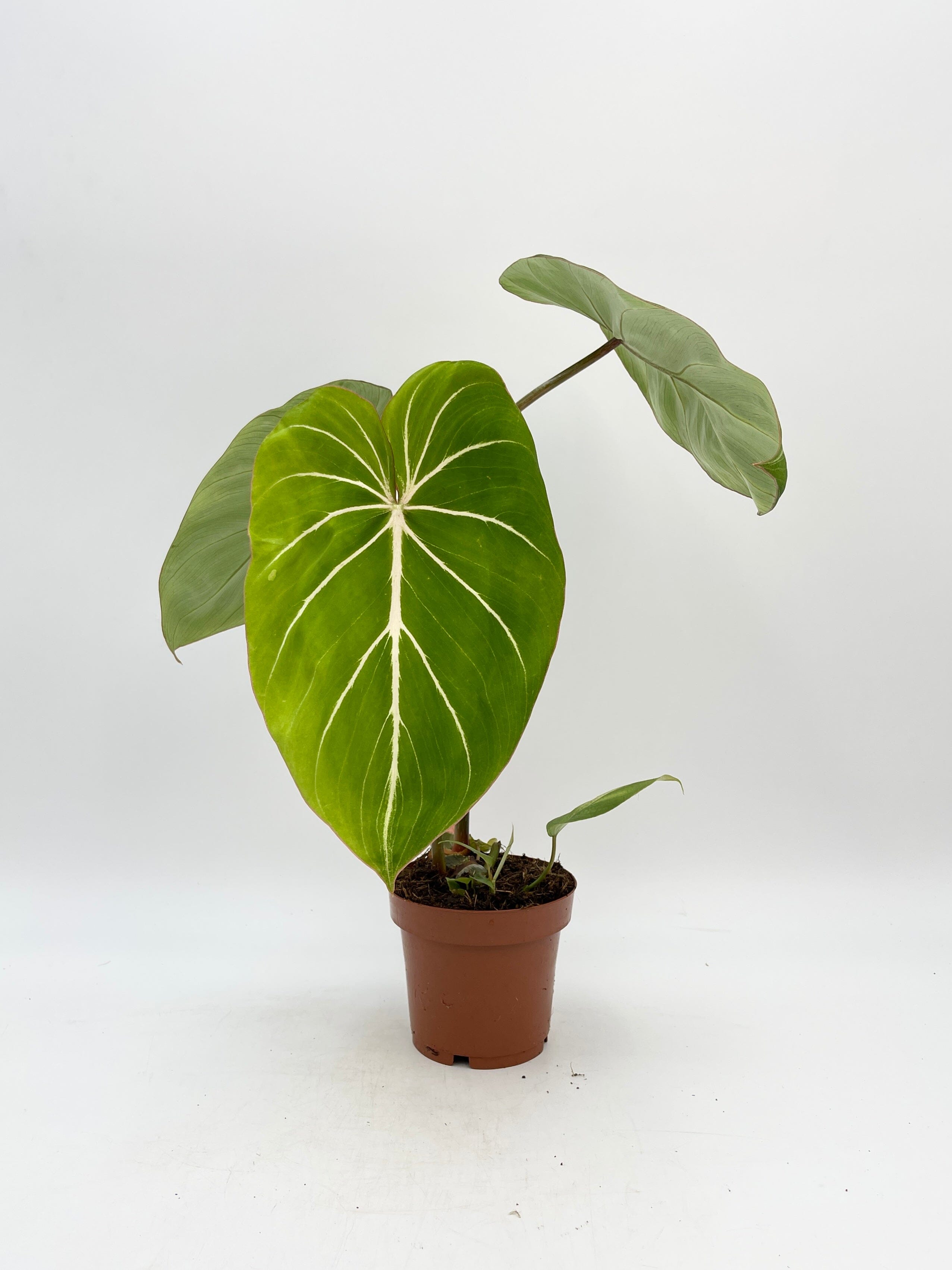 Philodendron Gloriosum