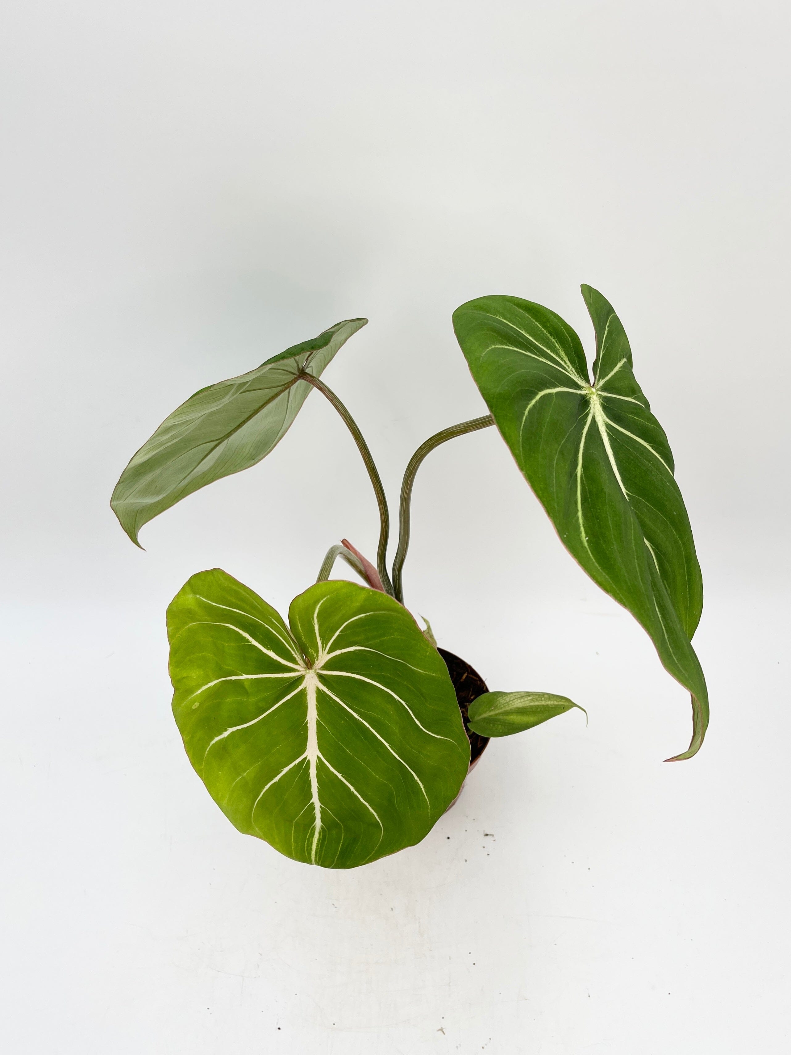 Philodendron Gloriosum