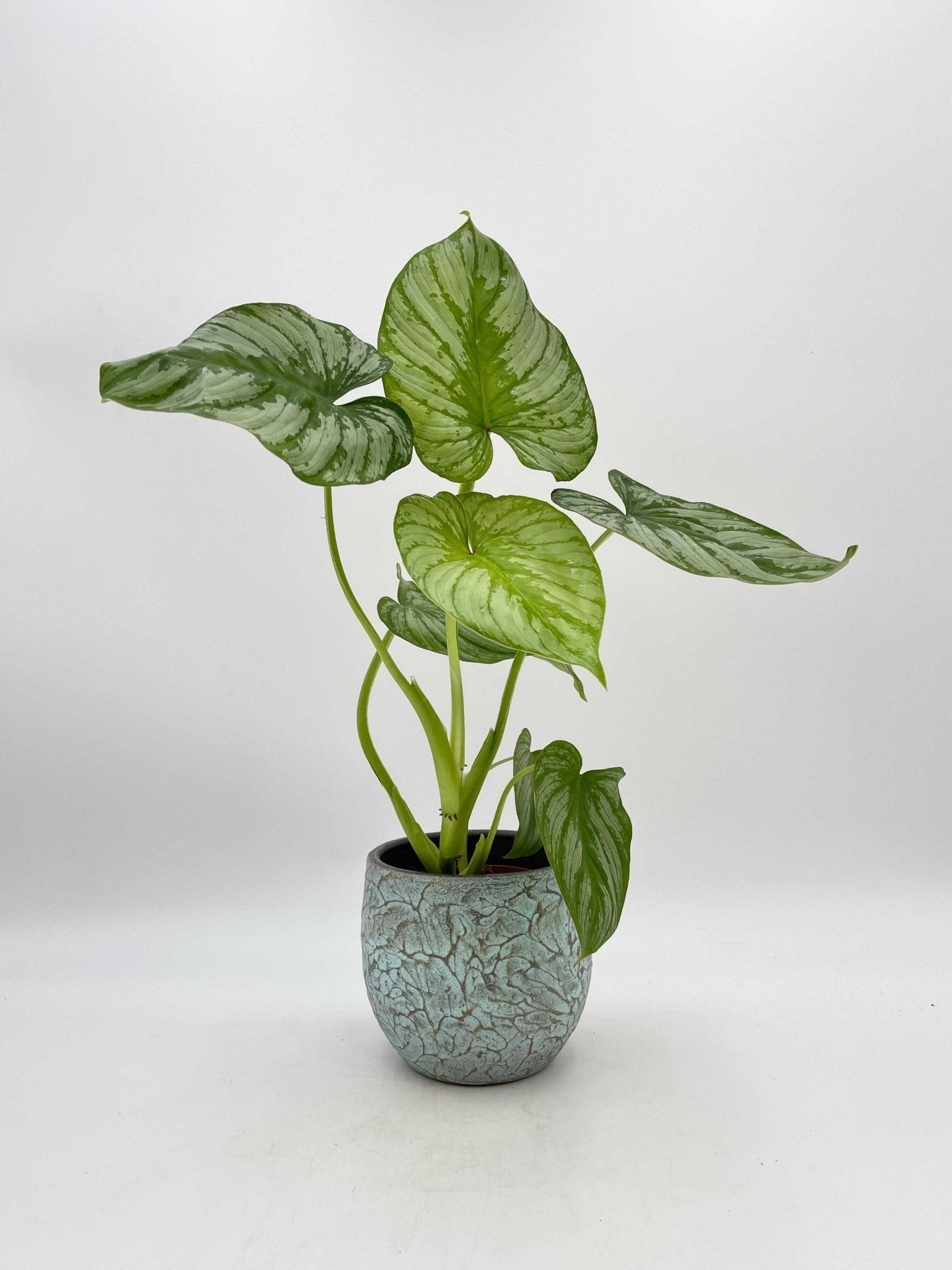 Philodendron Mamei
