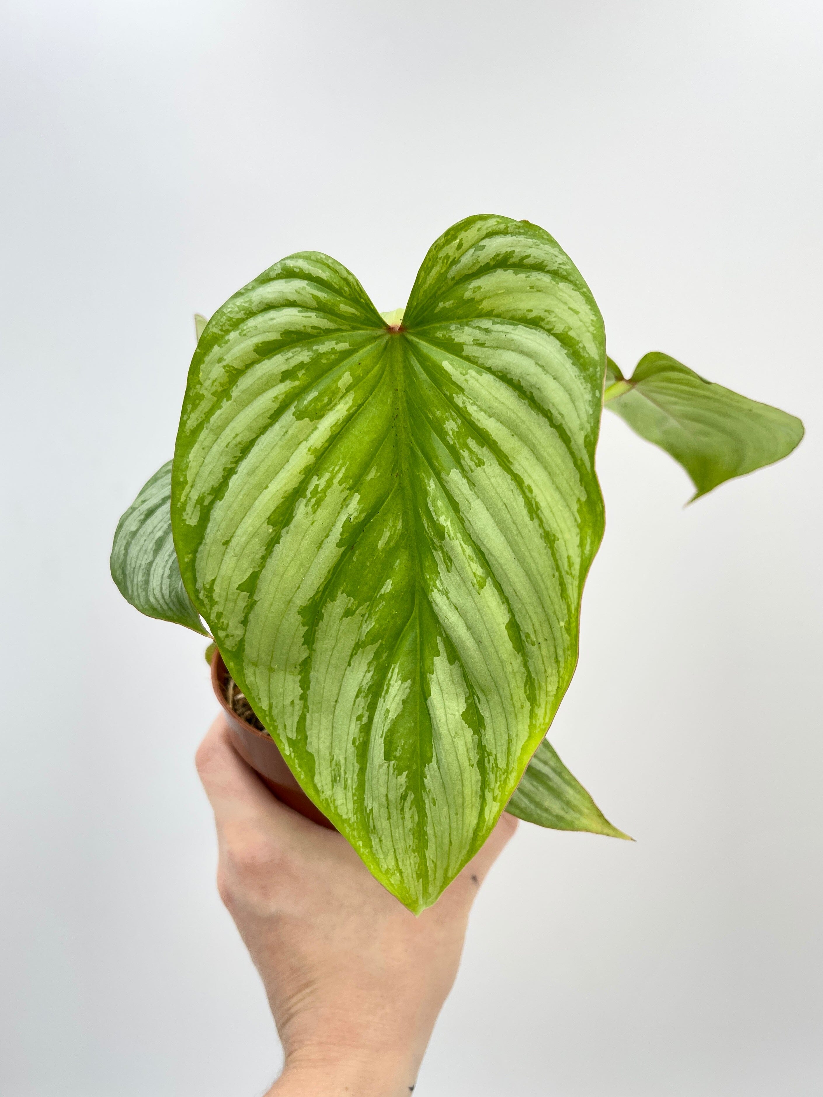 Philodendron Mamei