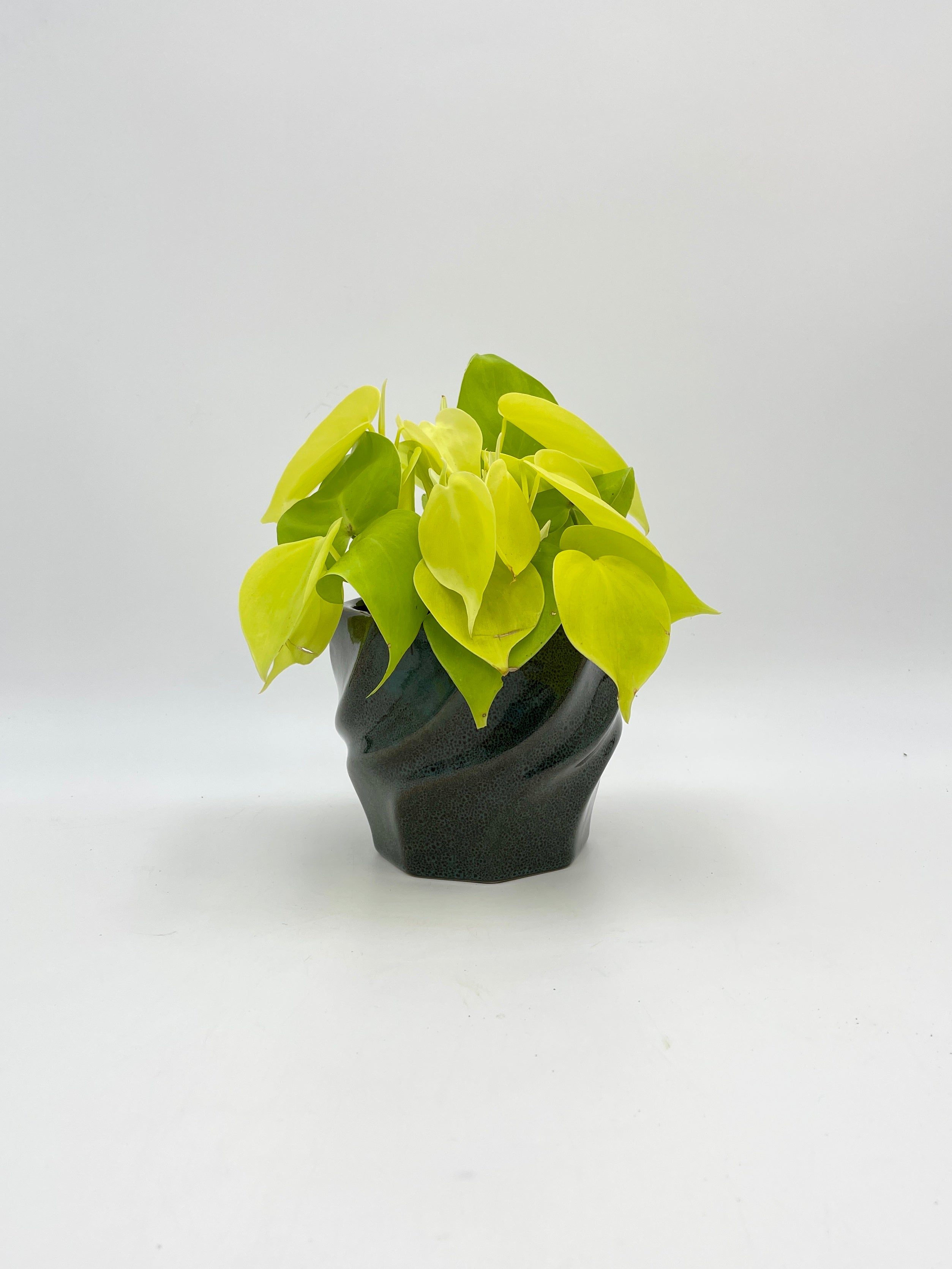 Philodendron Micans Lemon Lime