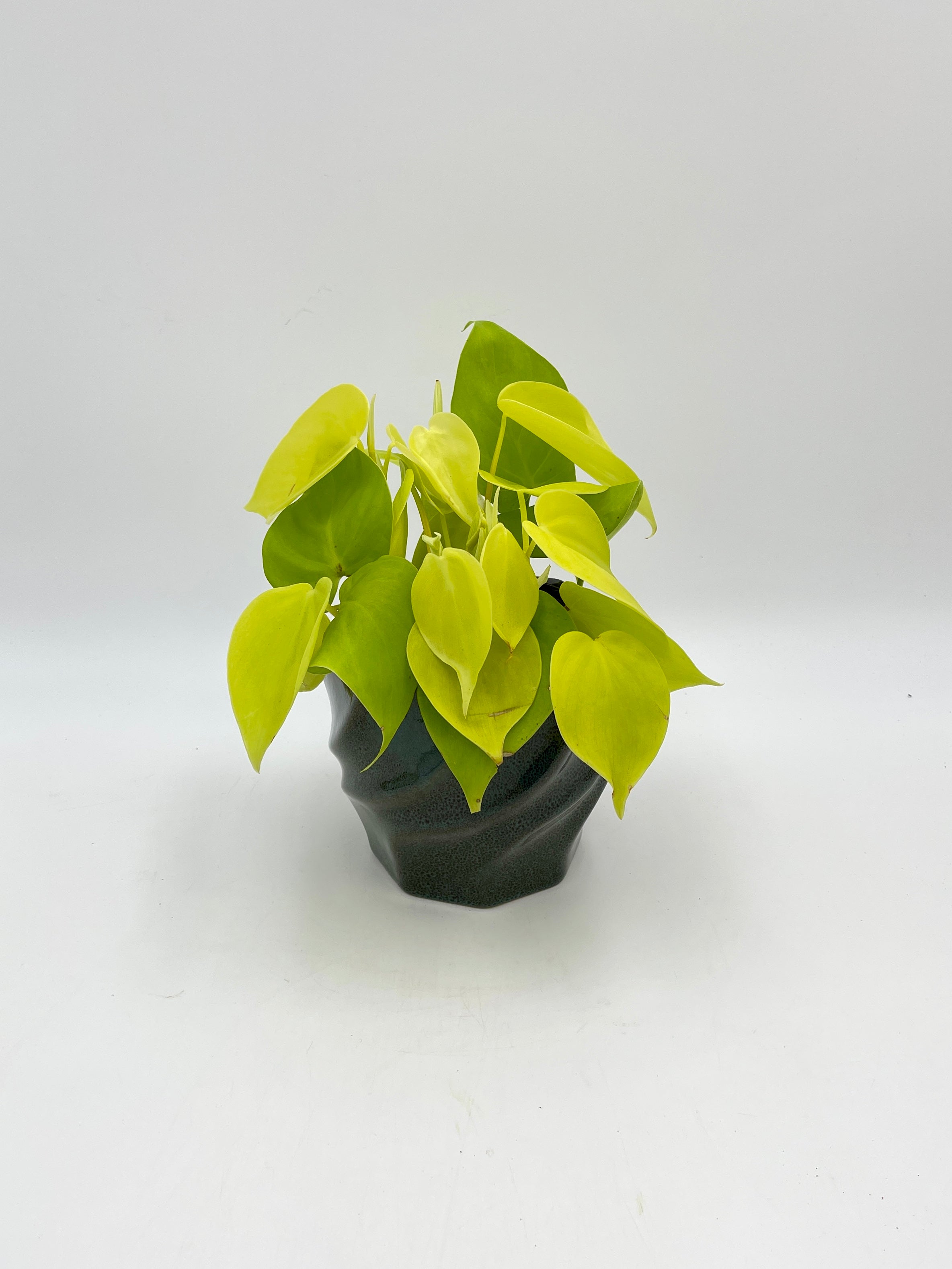 Philodendron Lemon Lime Plant 2024 Kit