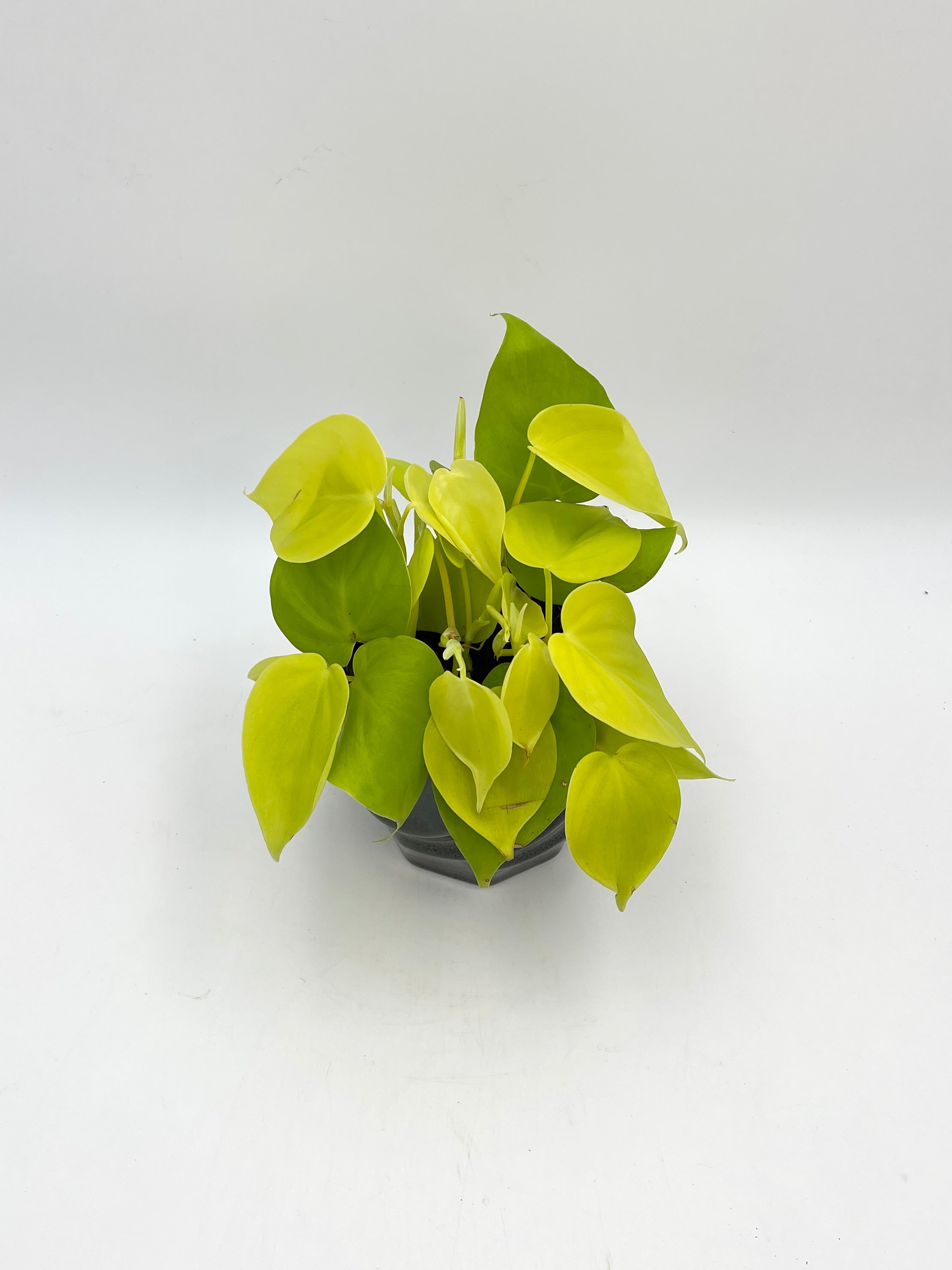 Philodendron Micans Lemon Lime