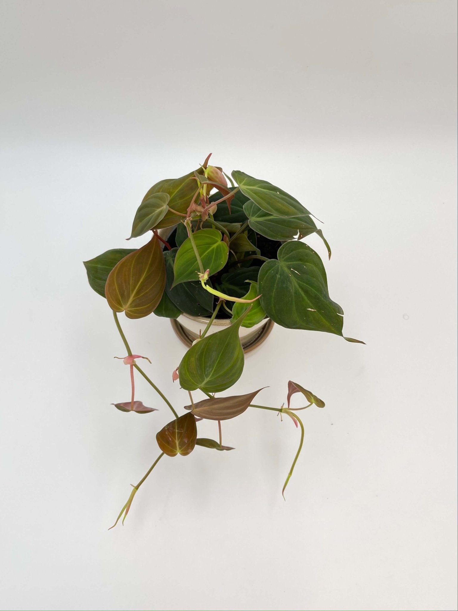 Philodendron micans – Velvet Leaf Trailing Houseplant