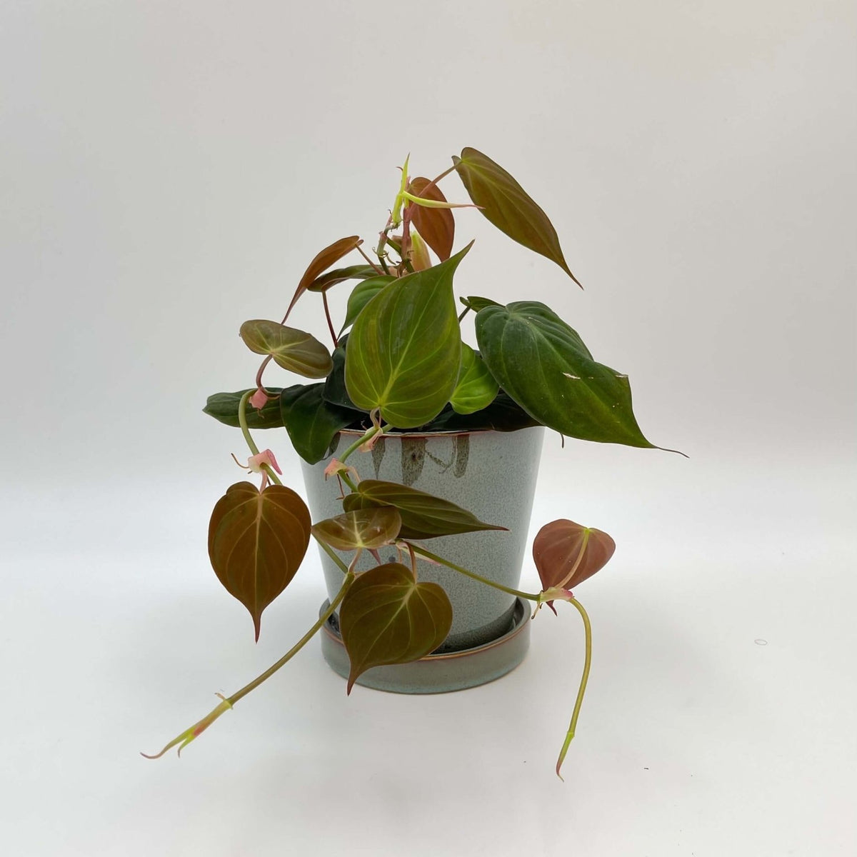 red velvet philodendron Philodendron micans – Velvet Leaf Trailing Houseplant