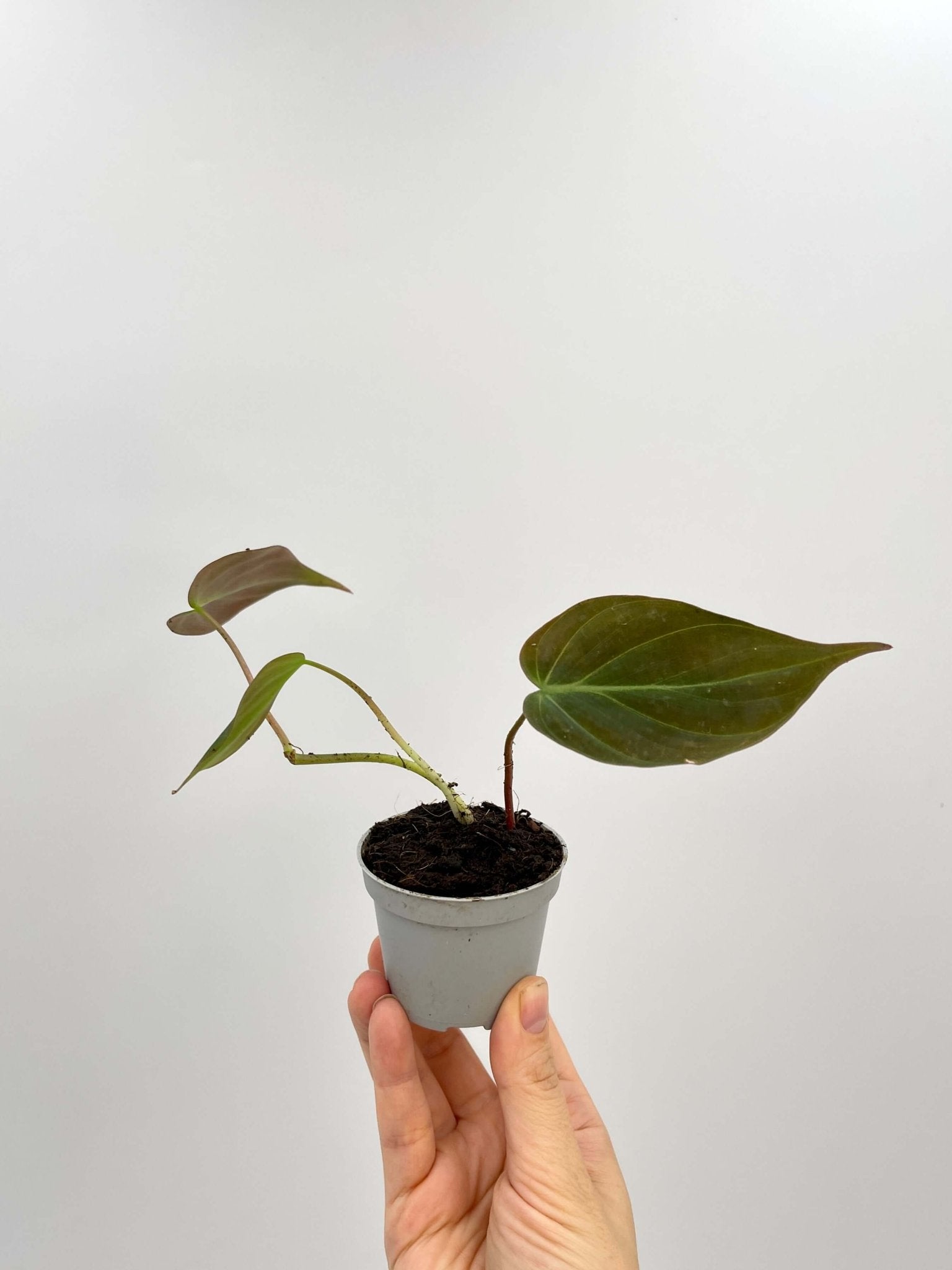 Philodendron micans – Velvet Leaf Trailing Houseplant