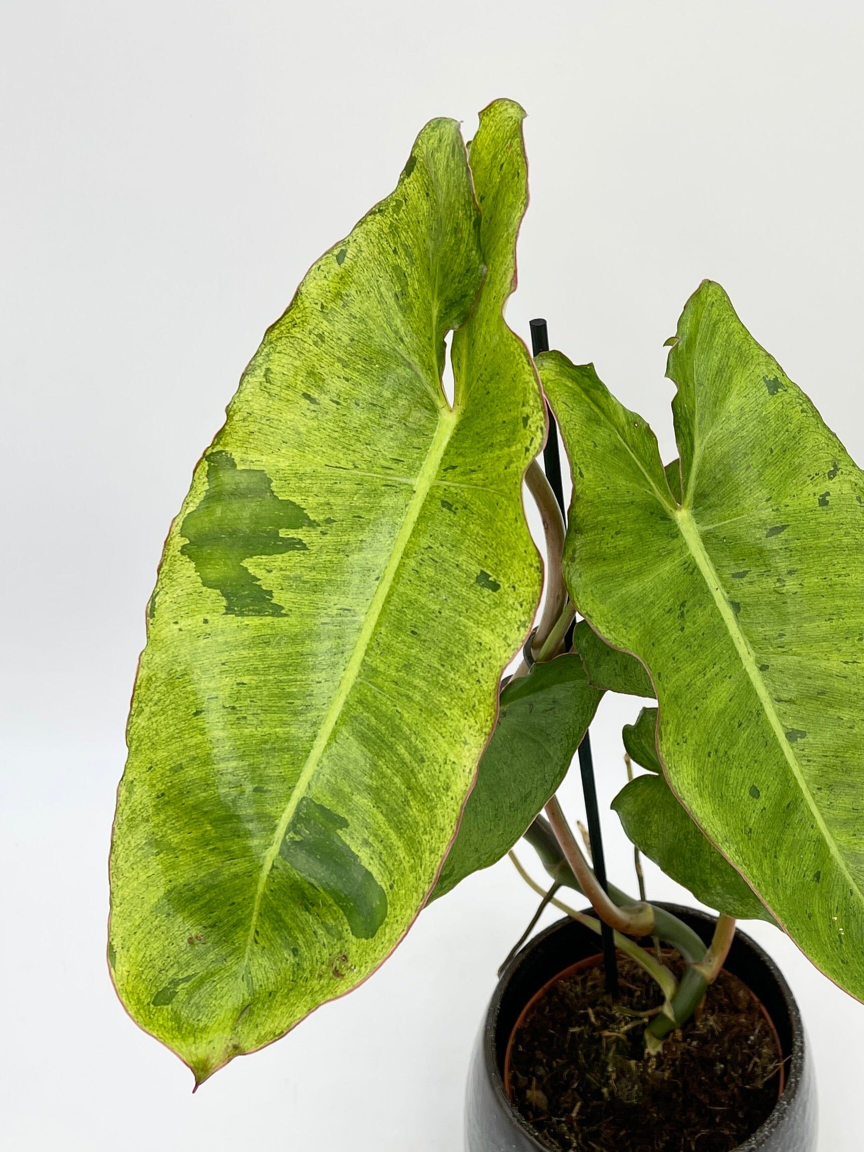 Philodendron Paraiso Verde Large Variegated House Plant 12cm Pot