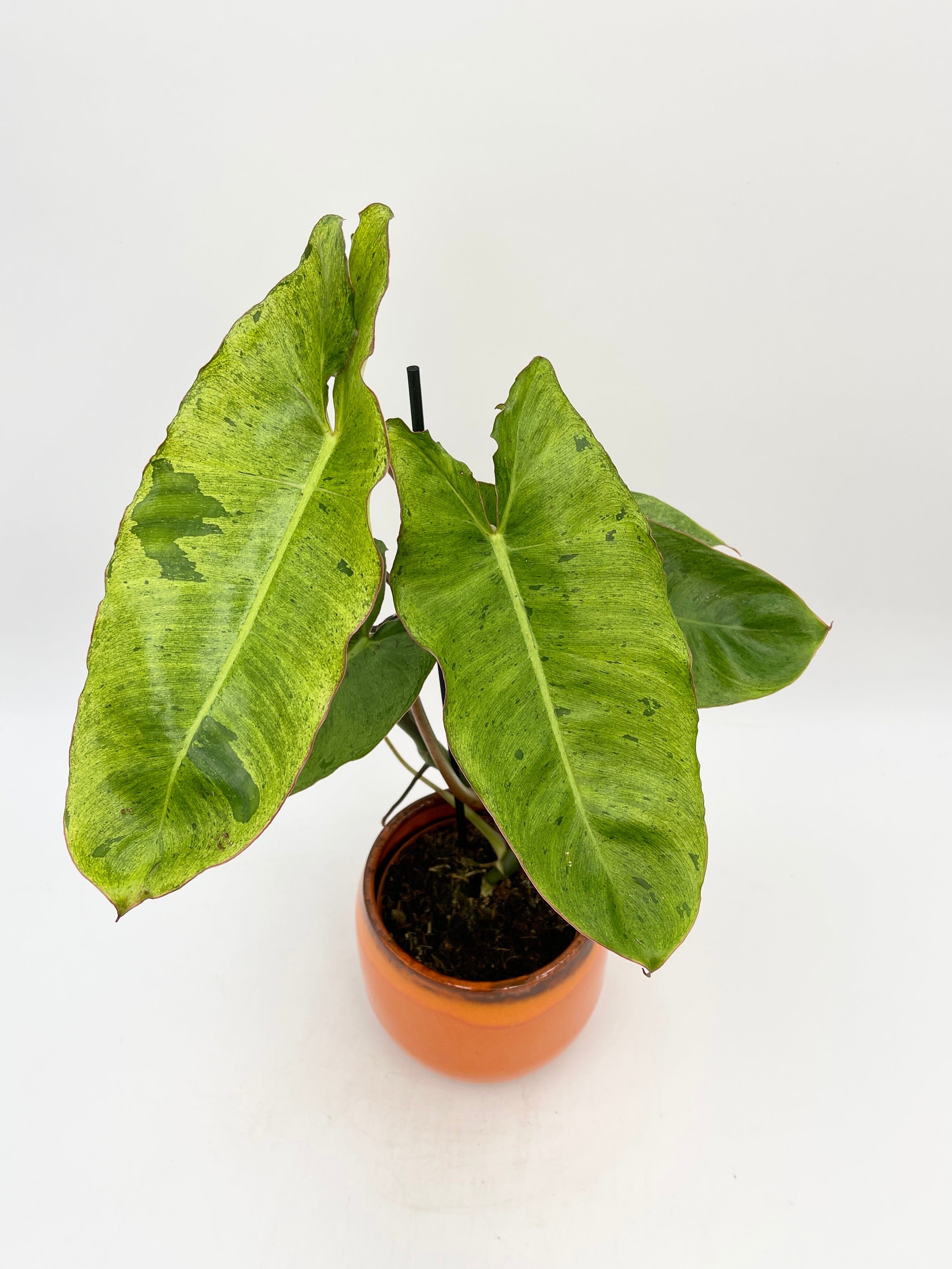 Philodendron Paraiso Verde Large Variegated House Plant 12cm Pot