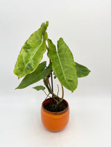 Philodendron Paraiso Verde Large Variegated House Plant 12cm Pot