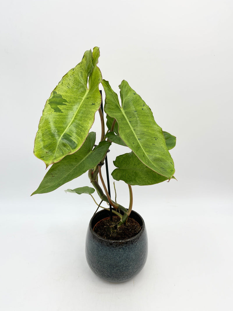 Philodendron Paraiso Verde Large Variegated House Plant 12cm Pot