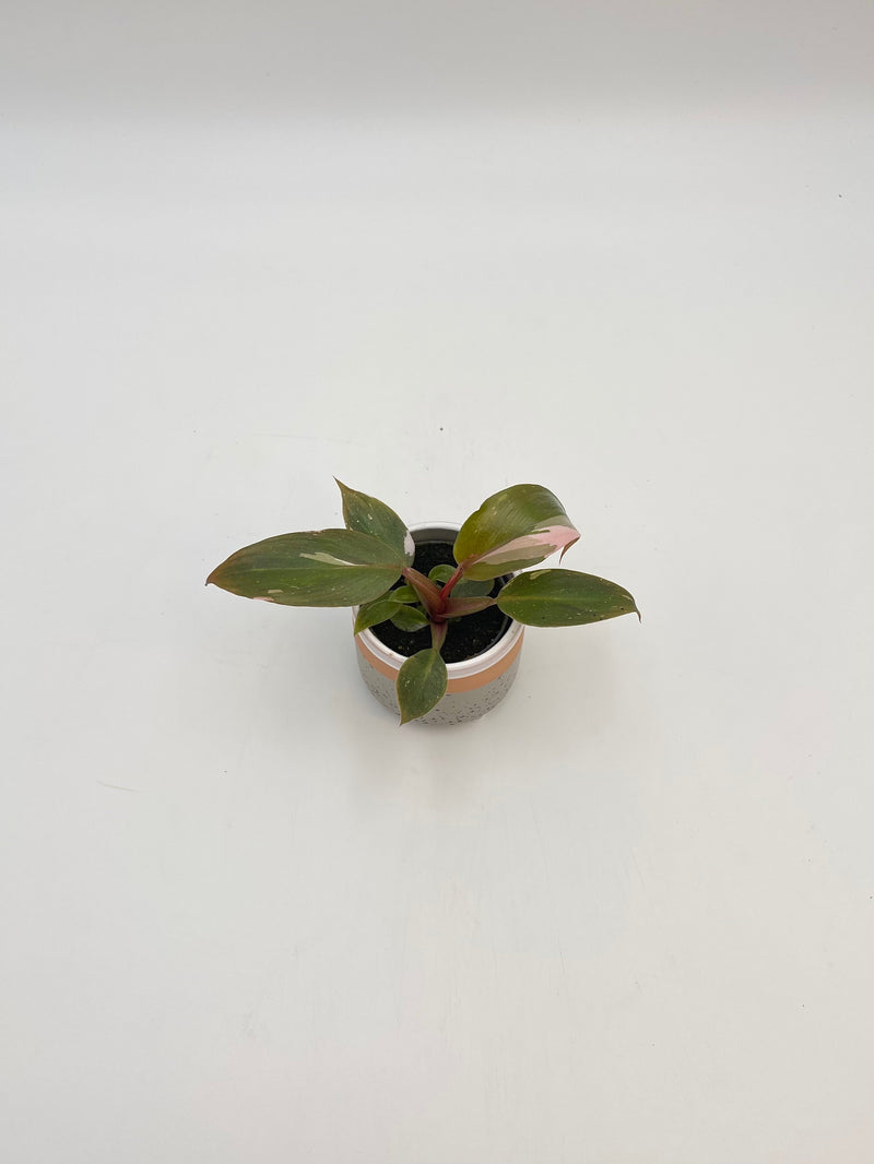 Philodendron Pink Princess, Baby Plant