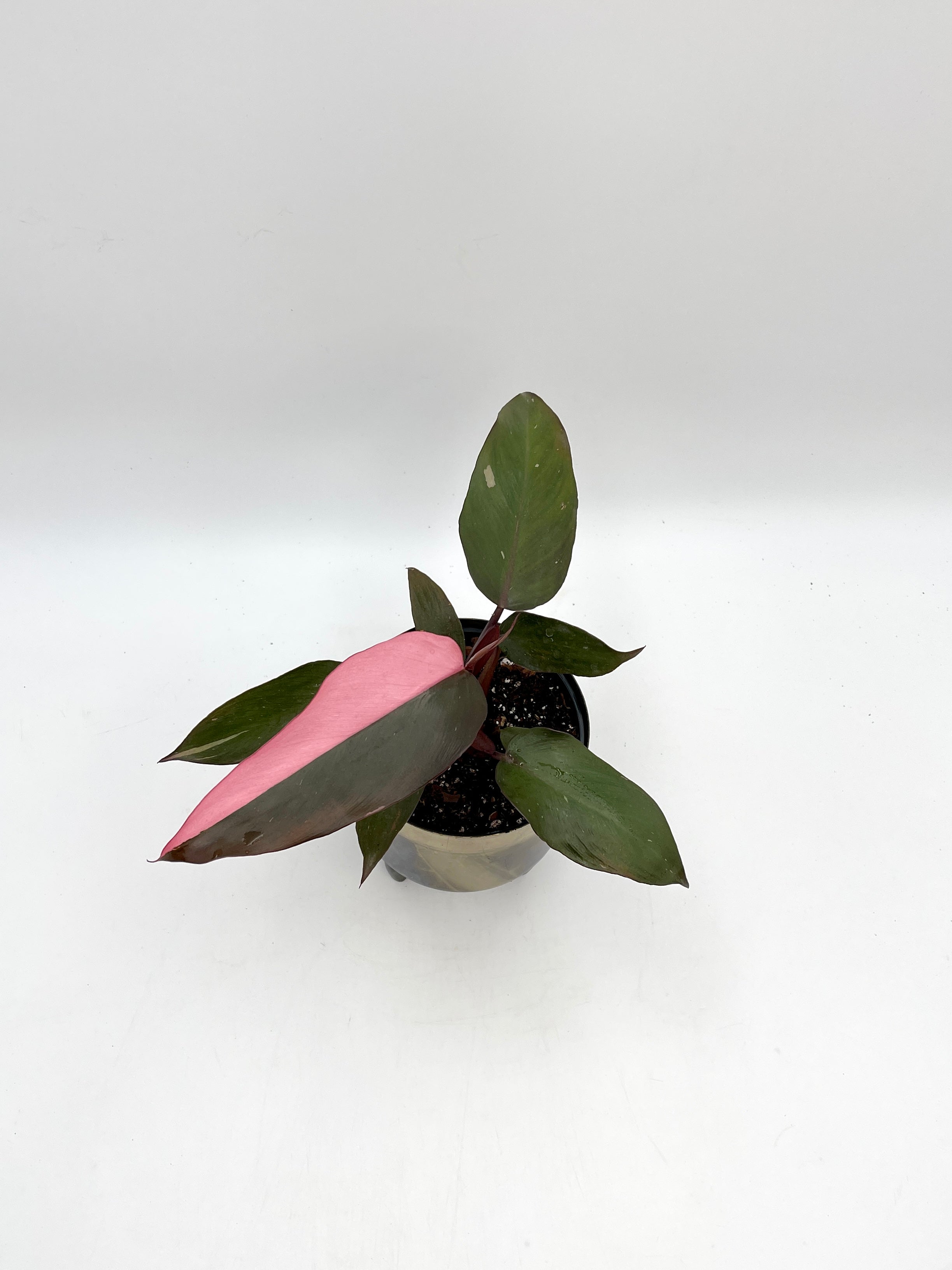 Philodendron Pink Princess