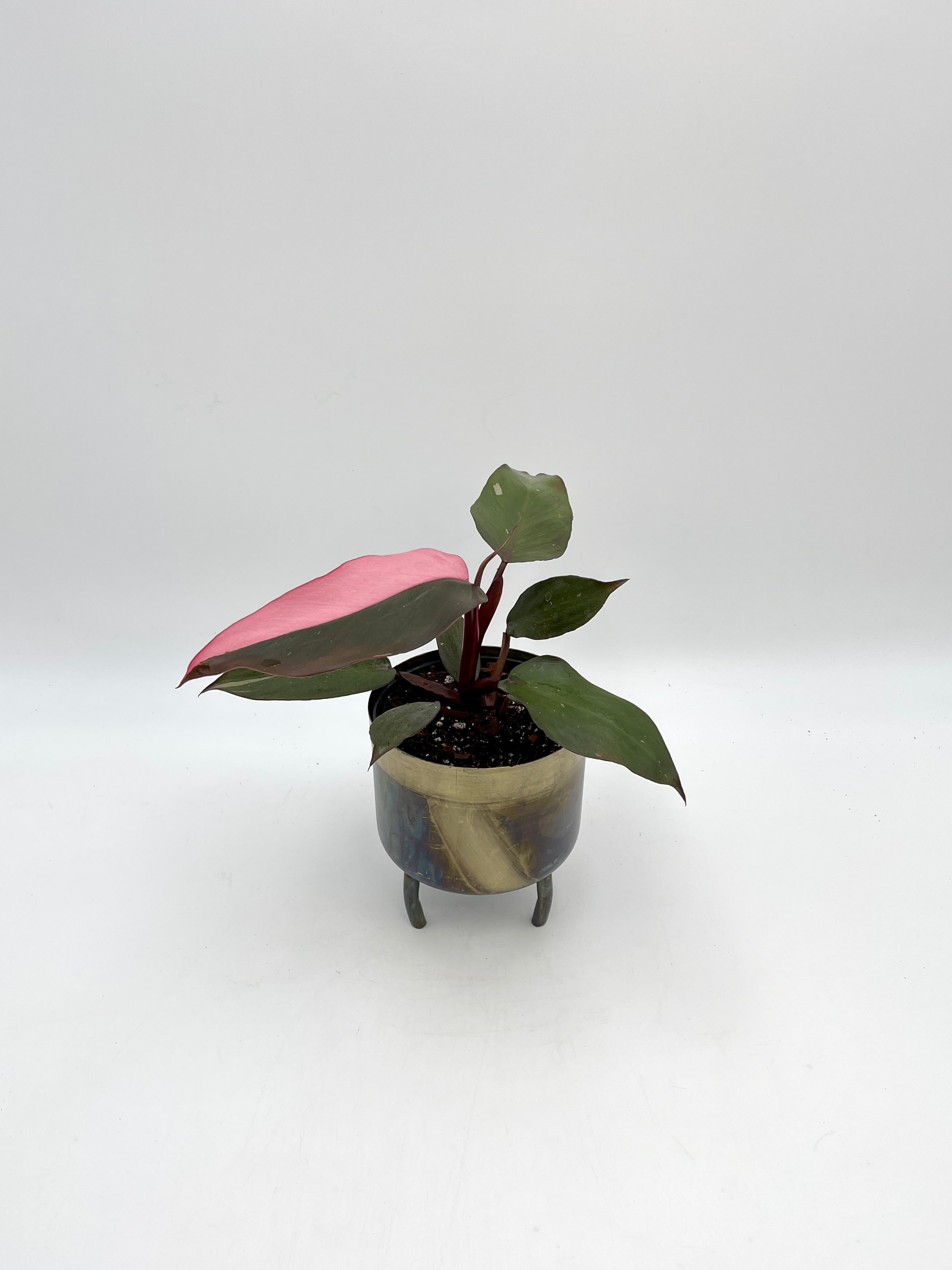 Philodendron Pink Princess