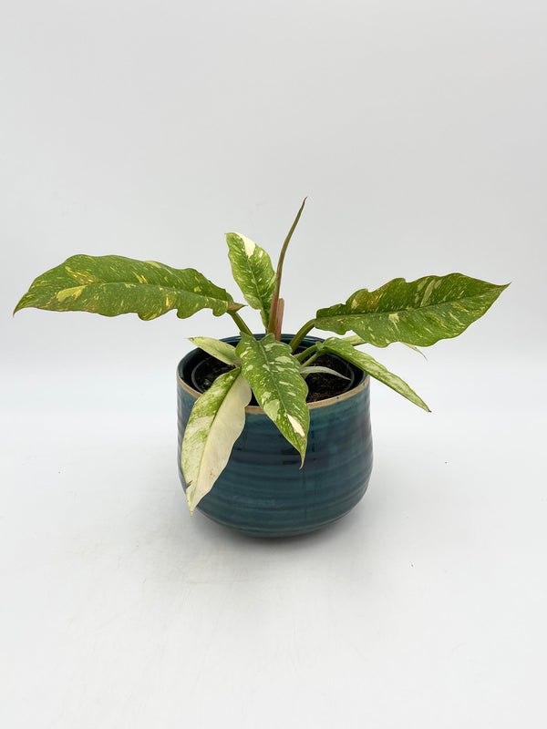 Philodendron Ring Of Fire, 14cm Pot