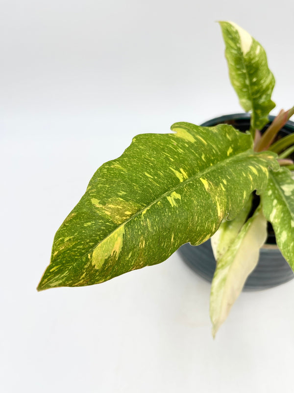 Philodendron Ring Of Fire, 14cm Pot