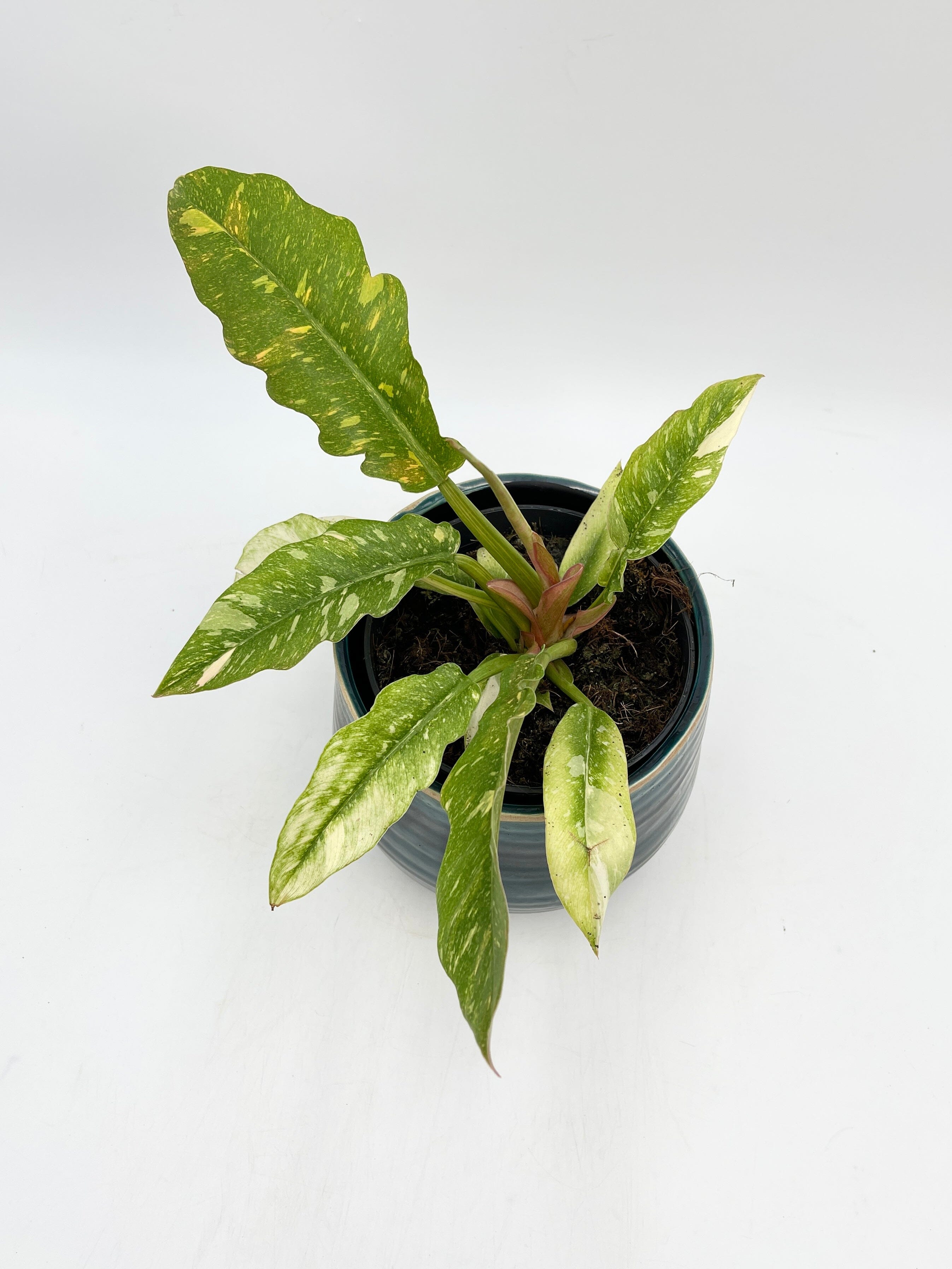 Philodendron Ring Of Fire, Baby Plant, Rare Plant