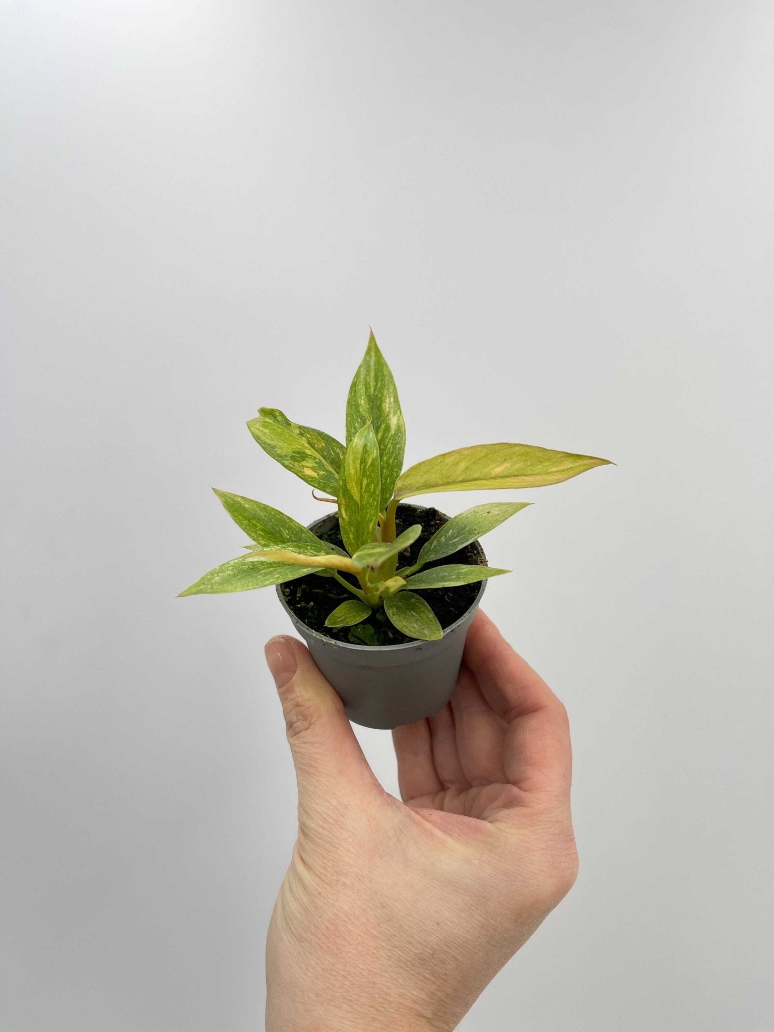 Philodendron Ring Of Fire, Rare Plant