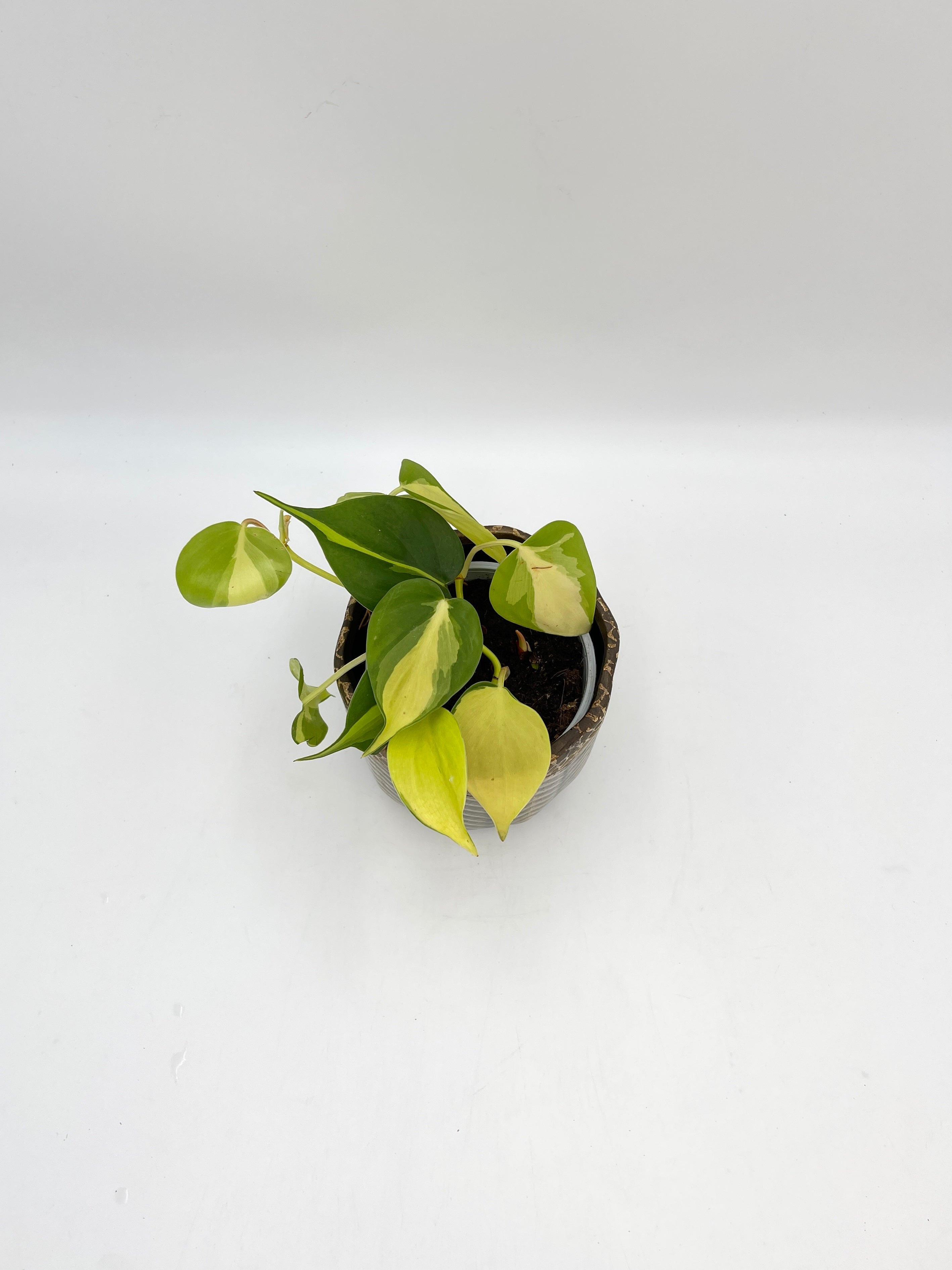 Philodendron Scandens Brasil