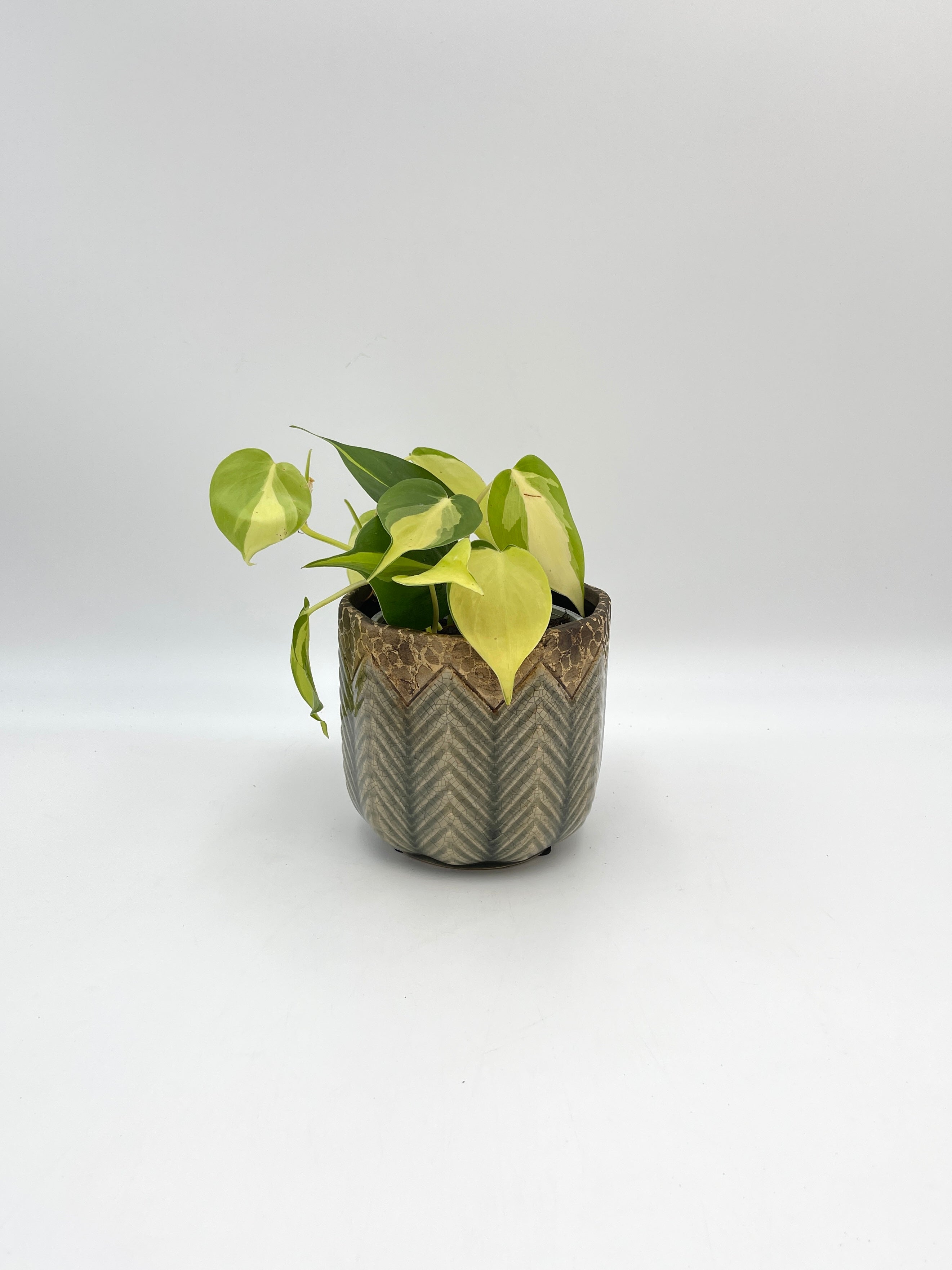 Philodendron Scandens Brasil