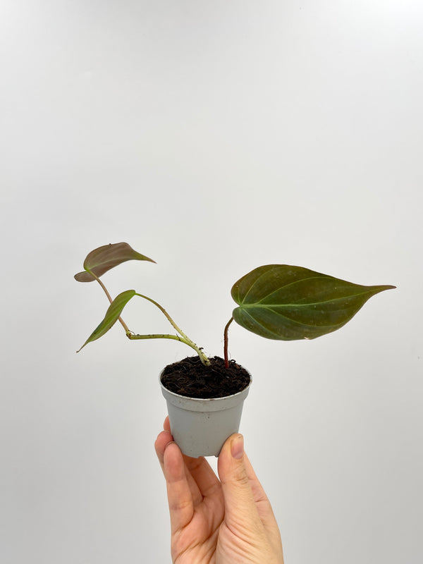Philodendron Scandens Micans, Baby Plant