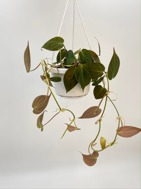 Philodendron Scandens Micans, D14cm Hanging Pot