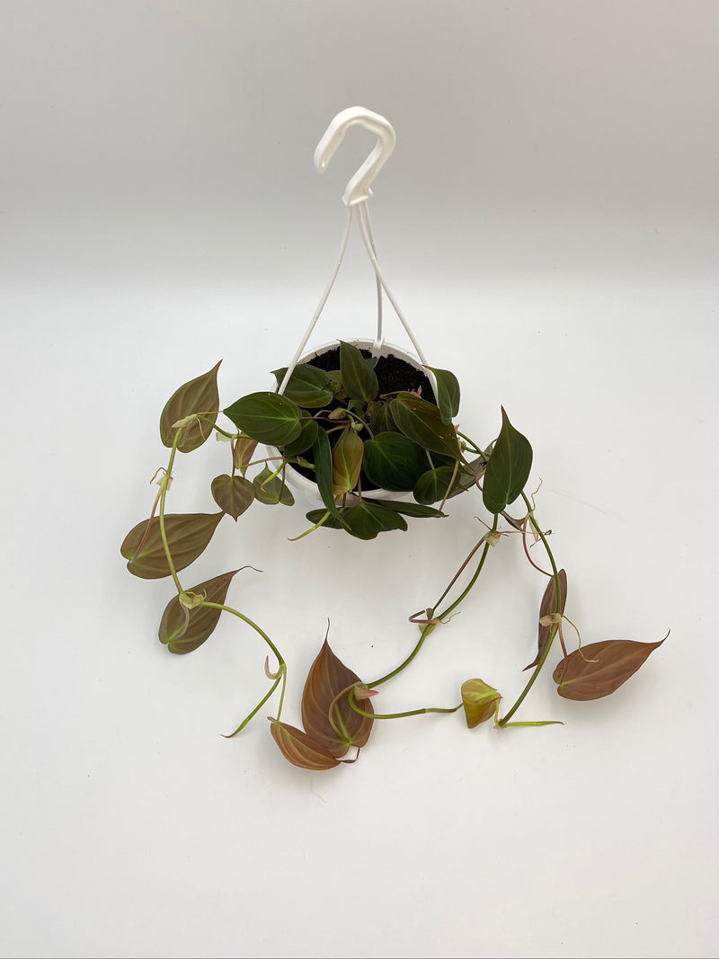 Philodendron Scandens Micans, D14cm Hanging Pot