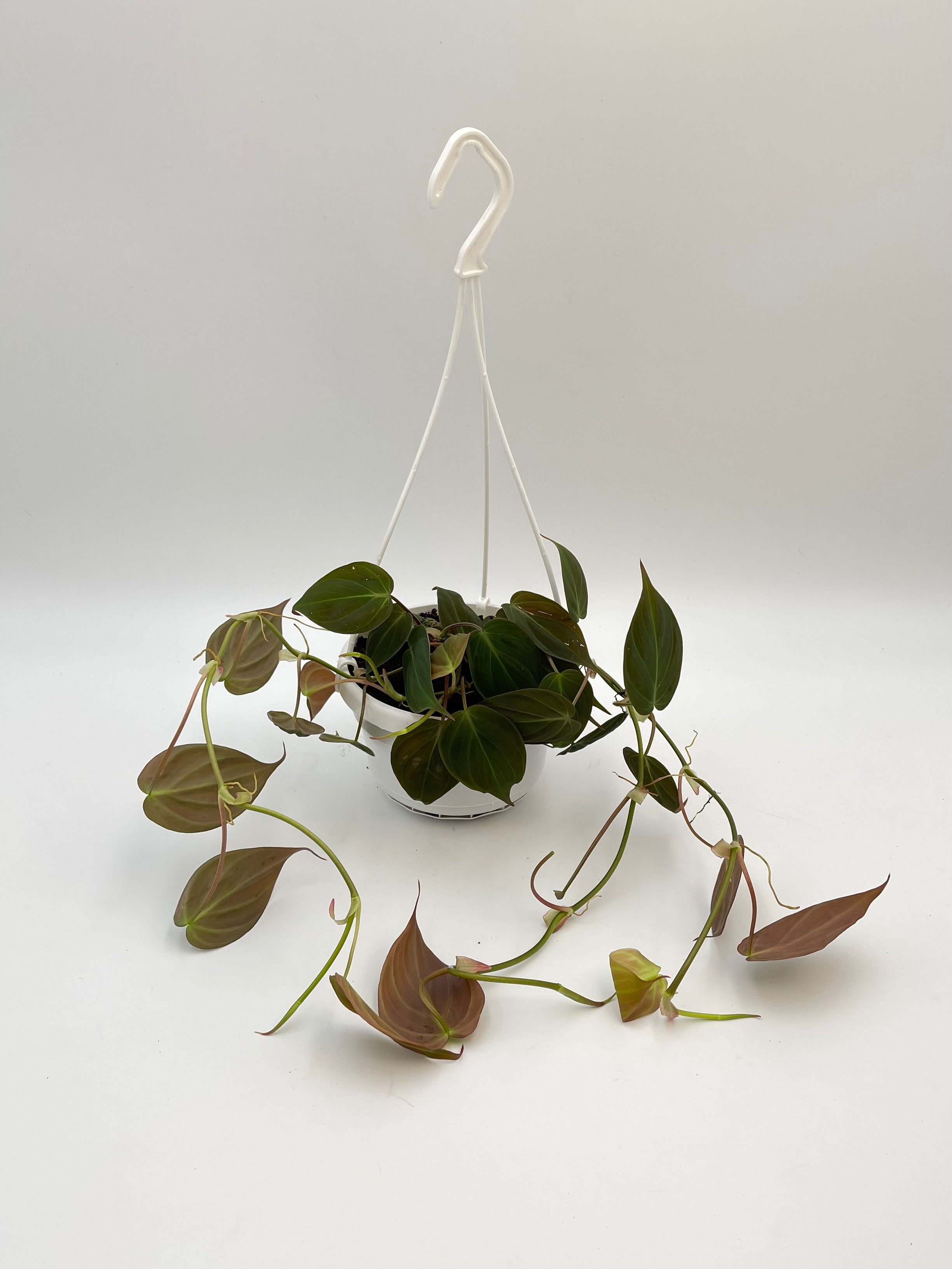 Philodendron Scandens Micans, D14cm Hanging Pot