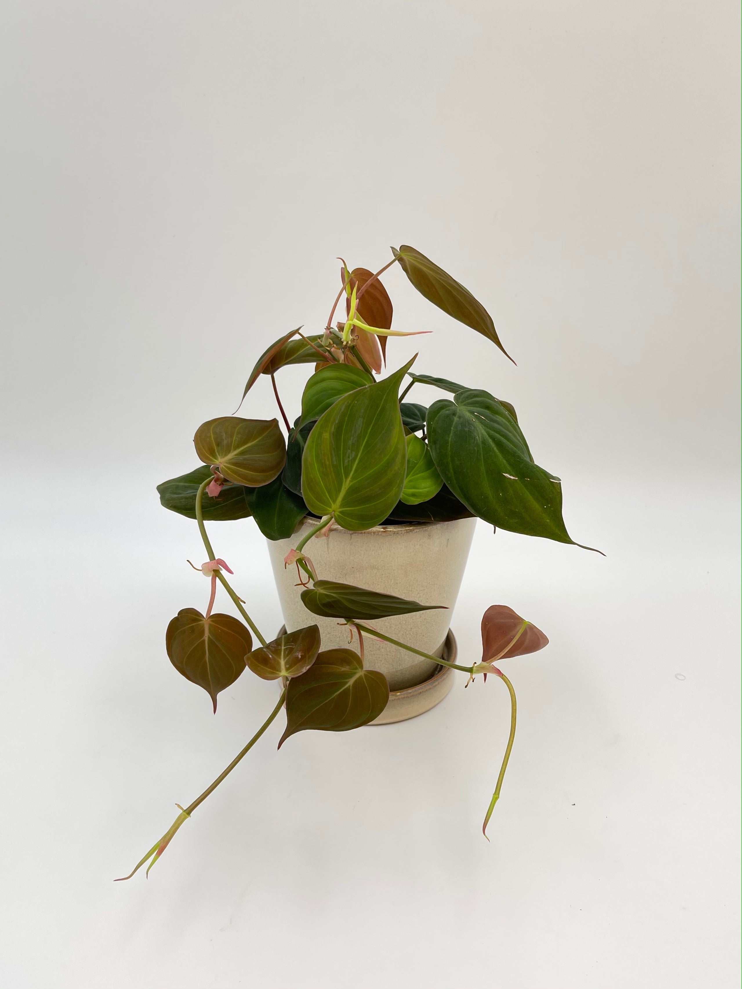 Philodendron Scandens Micans