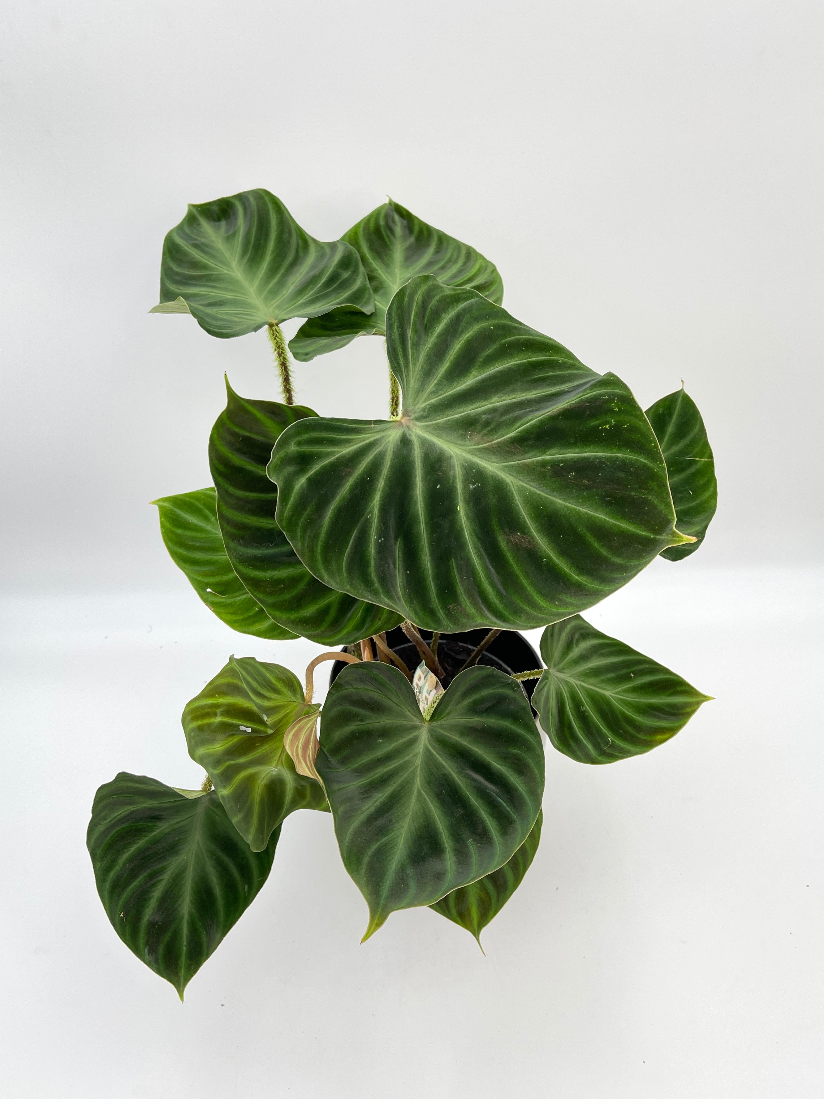 Philodendron Verrucosum Incensi