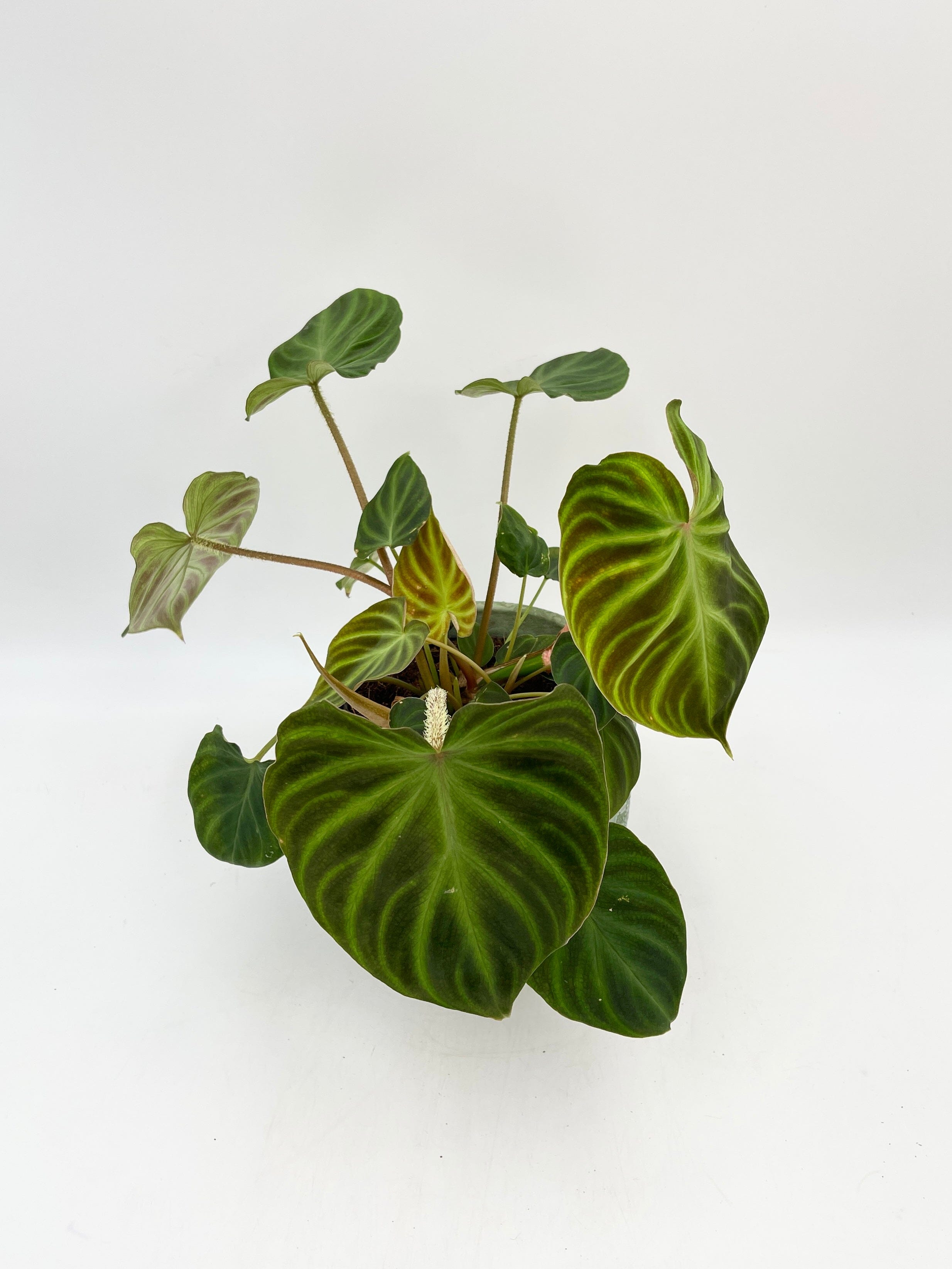 Philodendron Verrucosum Incensi