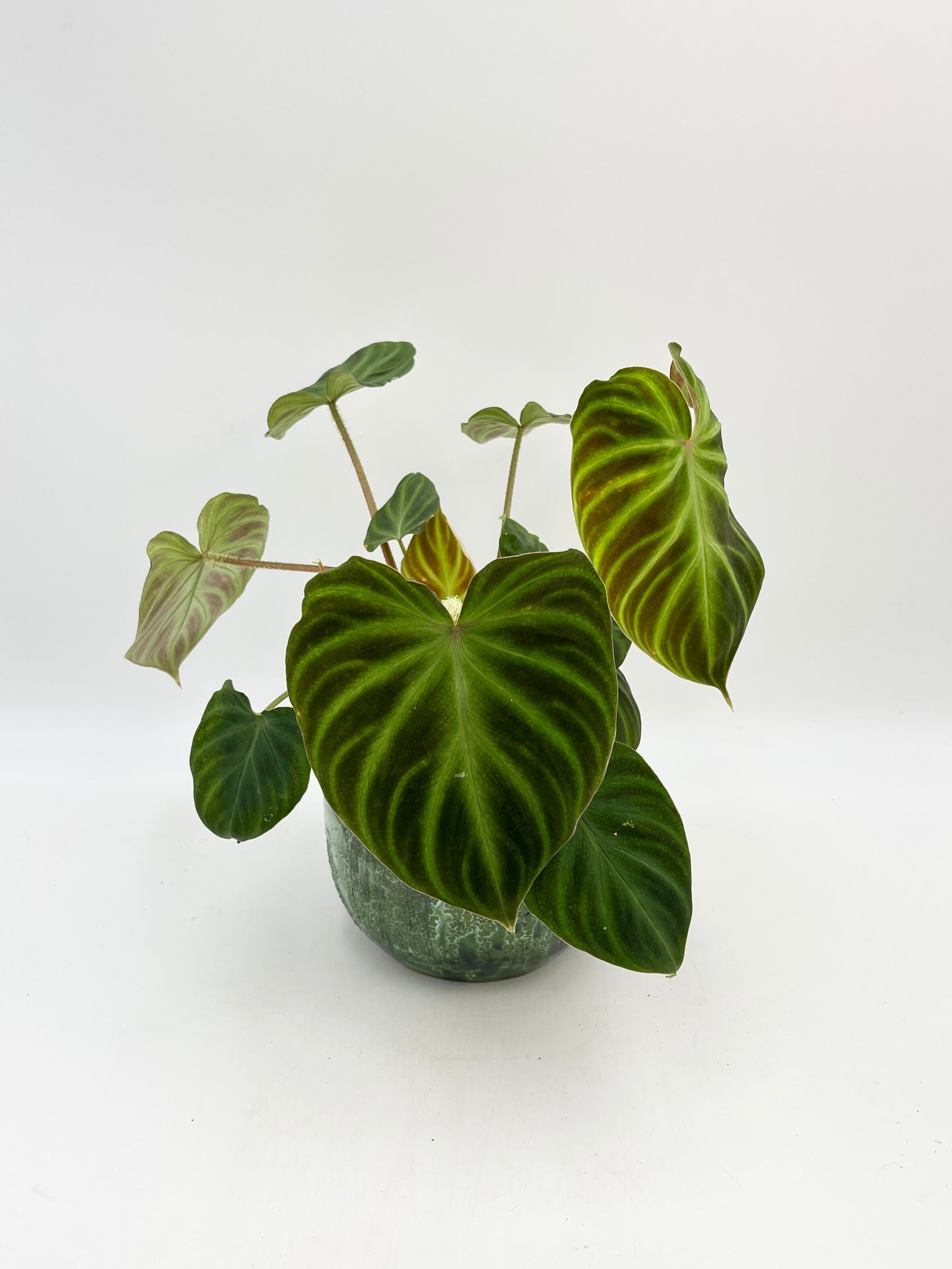 Philodendron Verrucosum Incensi