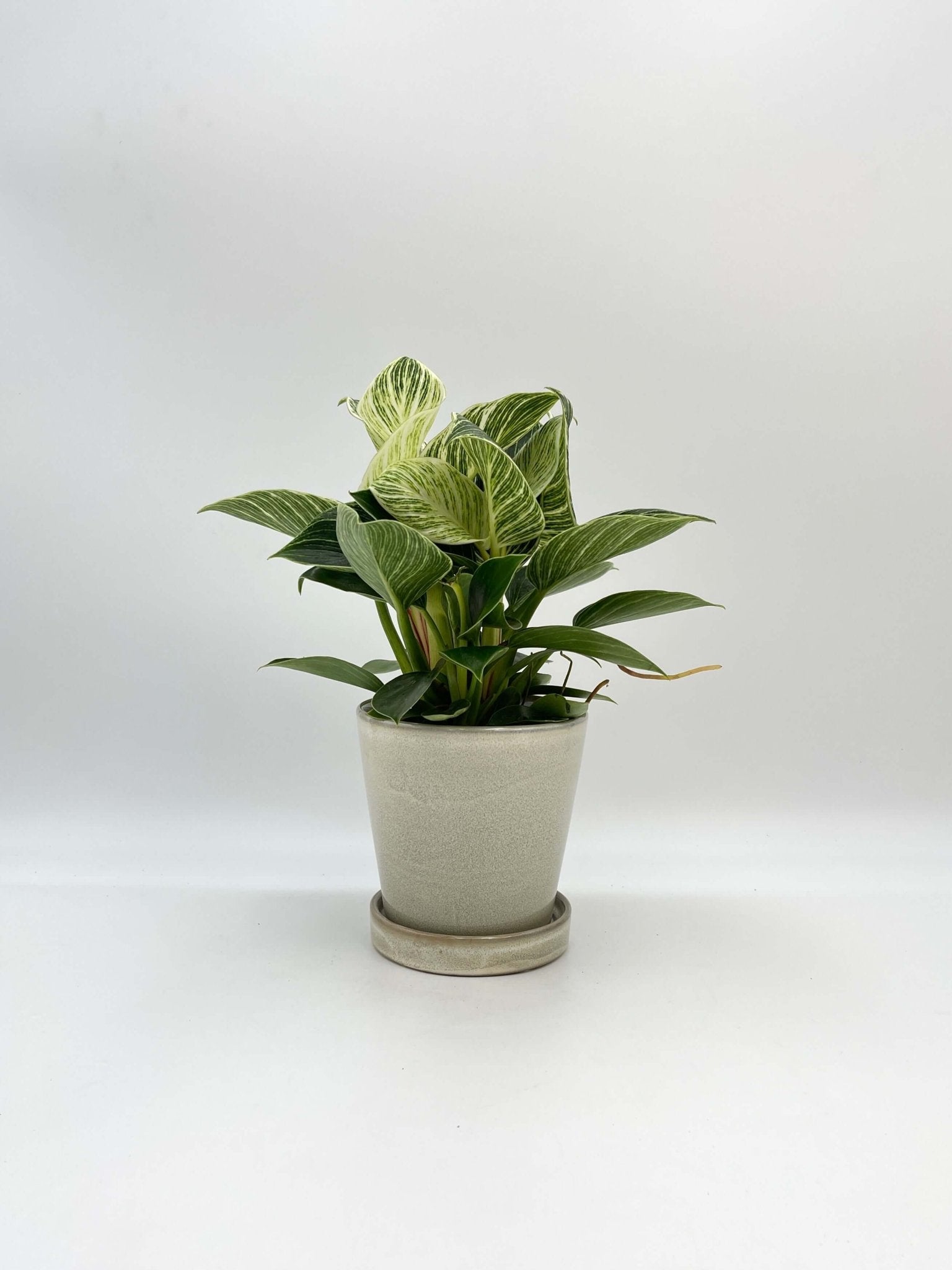 Philodendron White Wave - Birkin Plant - Indoor Plant
