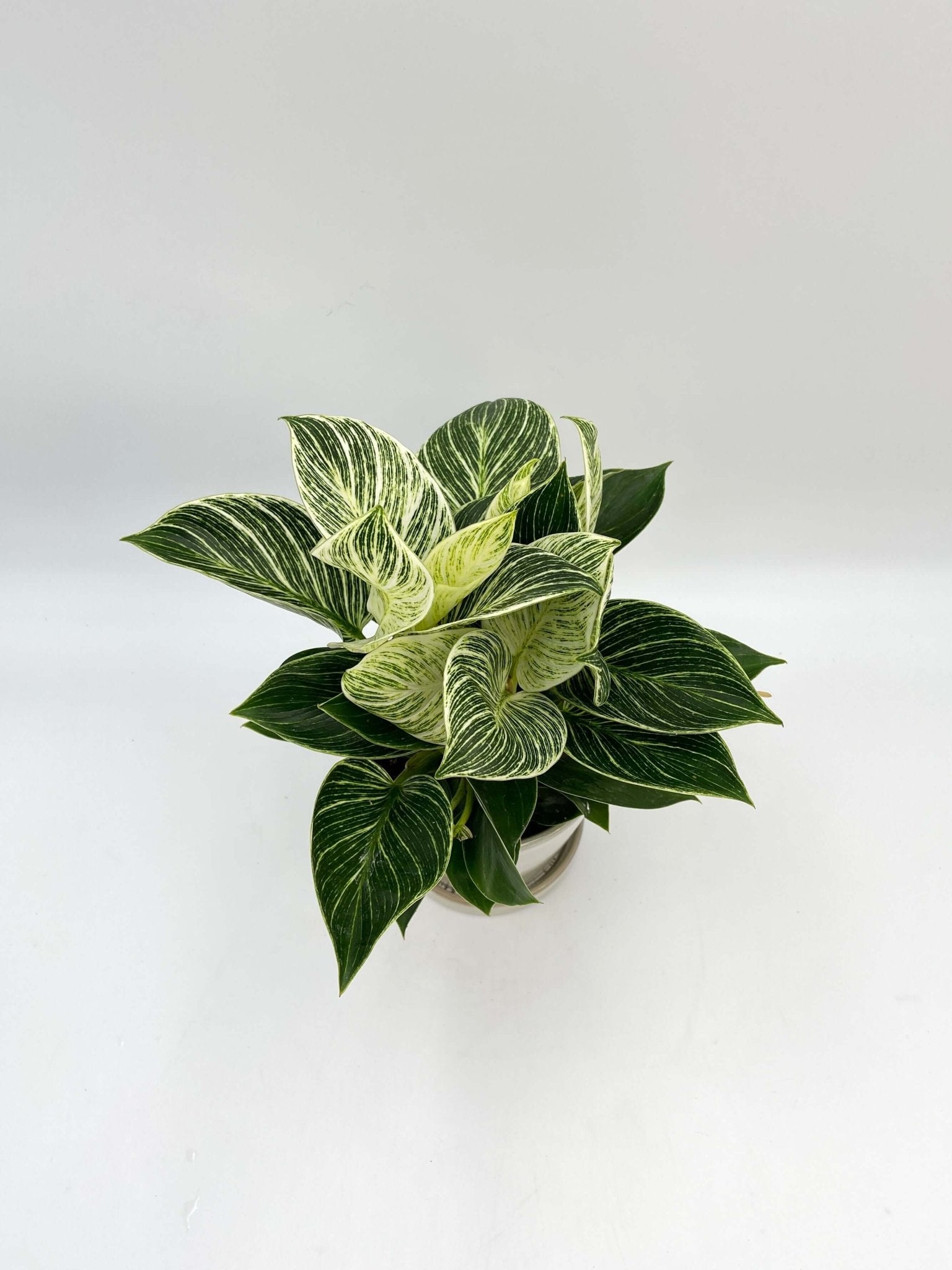 Philodendron White Wave - Birkin Plant - Indoor Plant