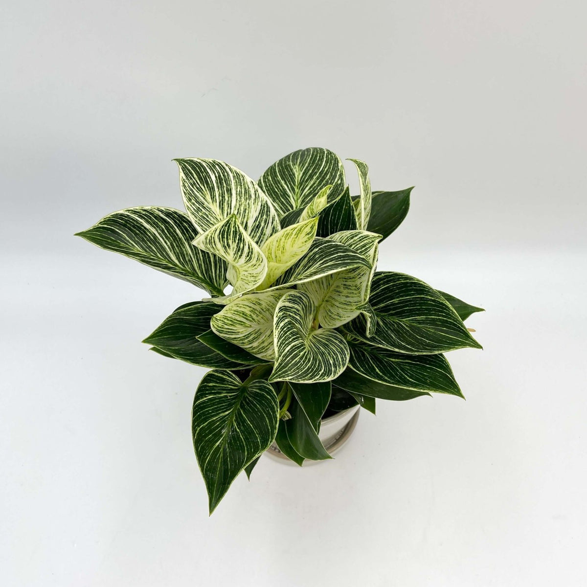 philodendron white wave vs birkin Philodendron White Wave - Birkin Plant