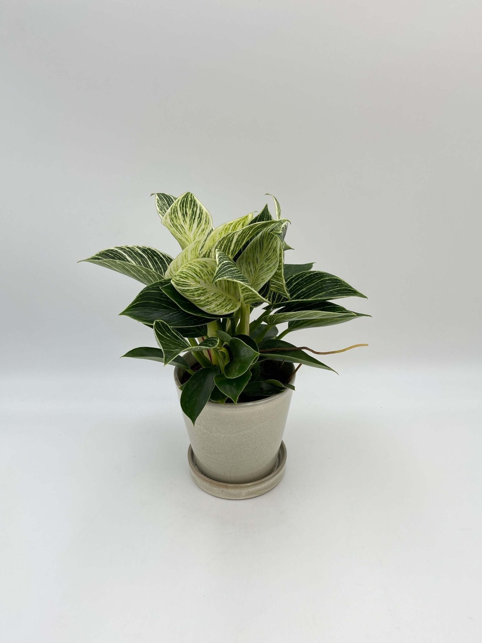 Philodendron White Wave - Birkin Plant - Indoor Plant